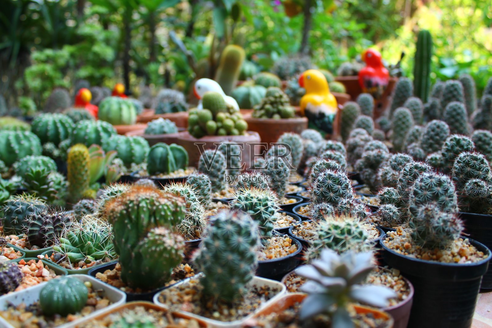 多棵小仙人掌的特写照片摄影图片