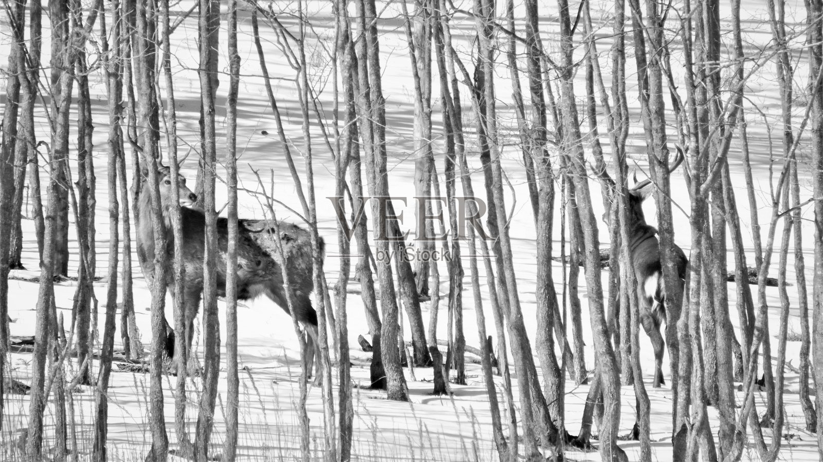 俄罗斯远东地区的梅花鹿照片摄影图片