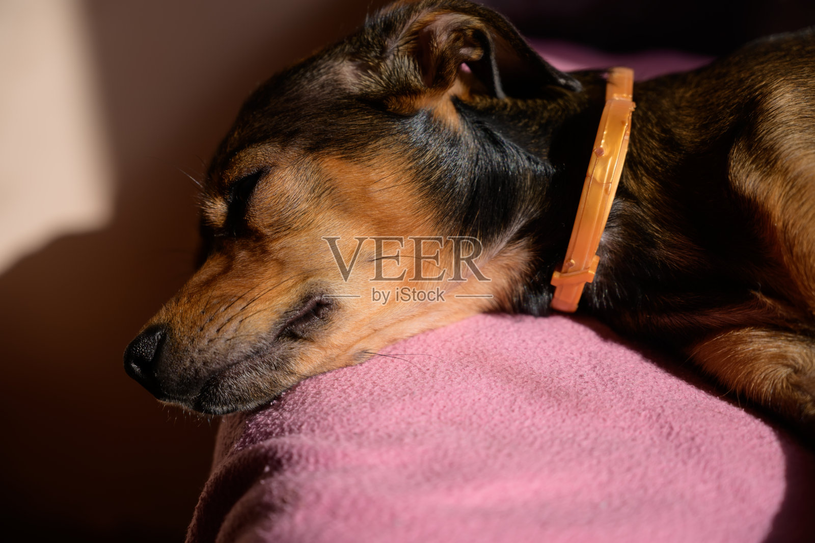 迷你品小狗。照片摄影图片