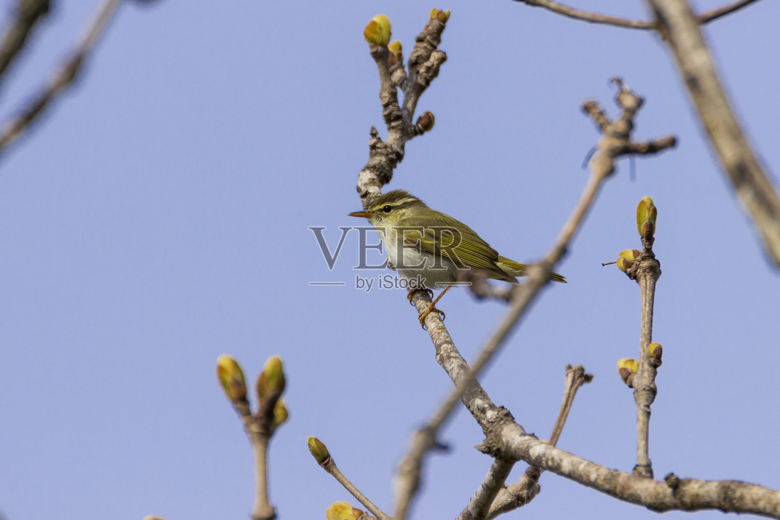 早春的一个阳光明媚的日子,一只绿色的小莺坐在开着叶子的树枝上。照片摄影图片