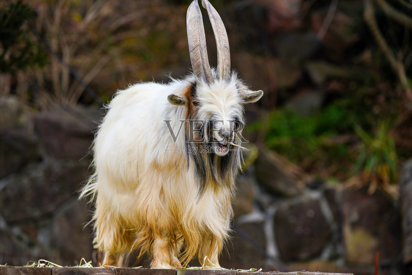 刚果小山羊客栈的自然公园照片摄影图片