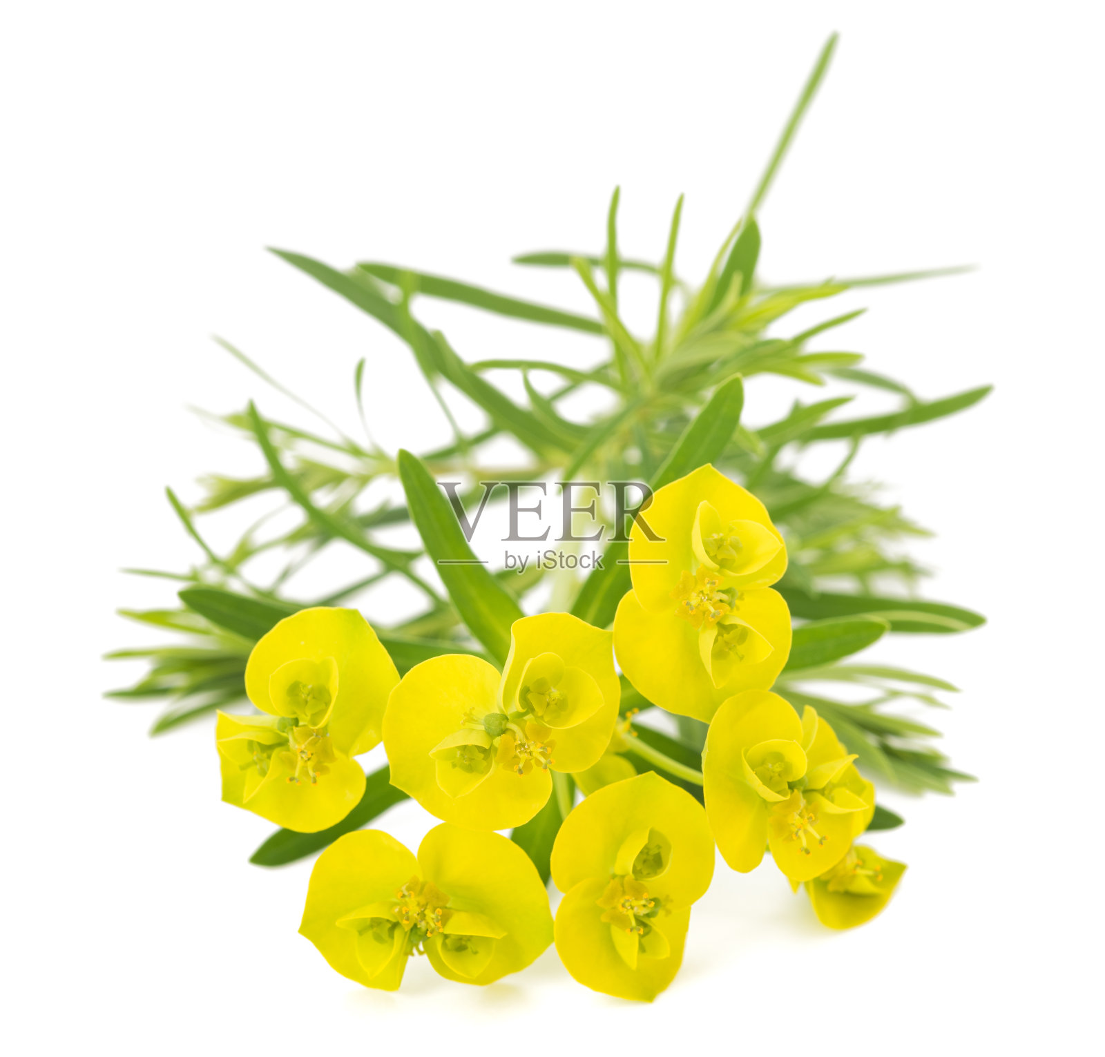 柏树大戟照片摄影图片