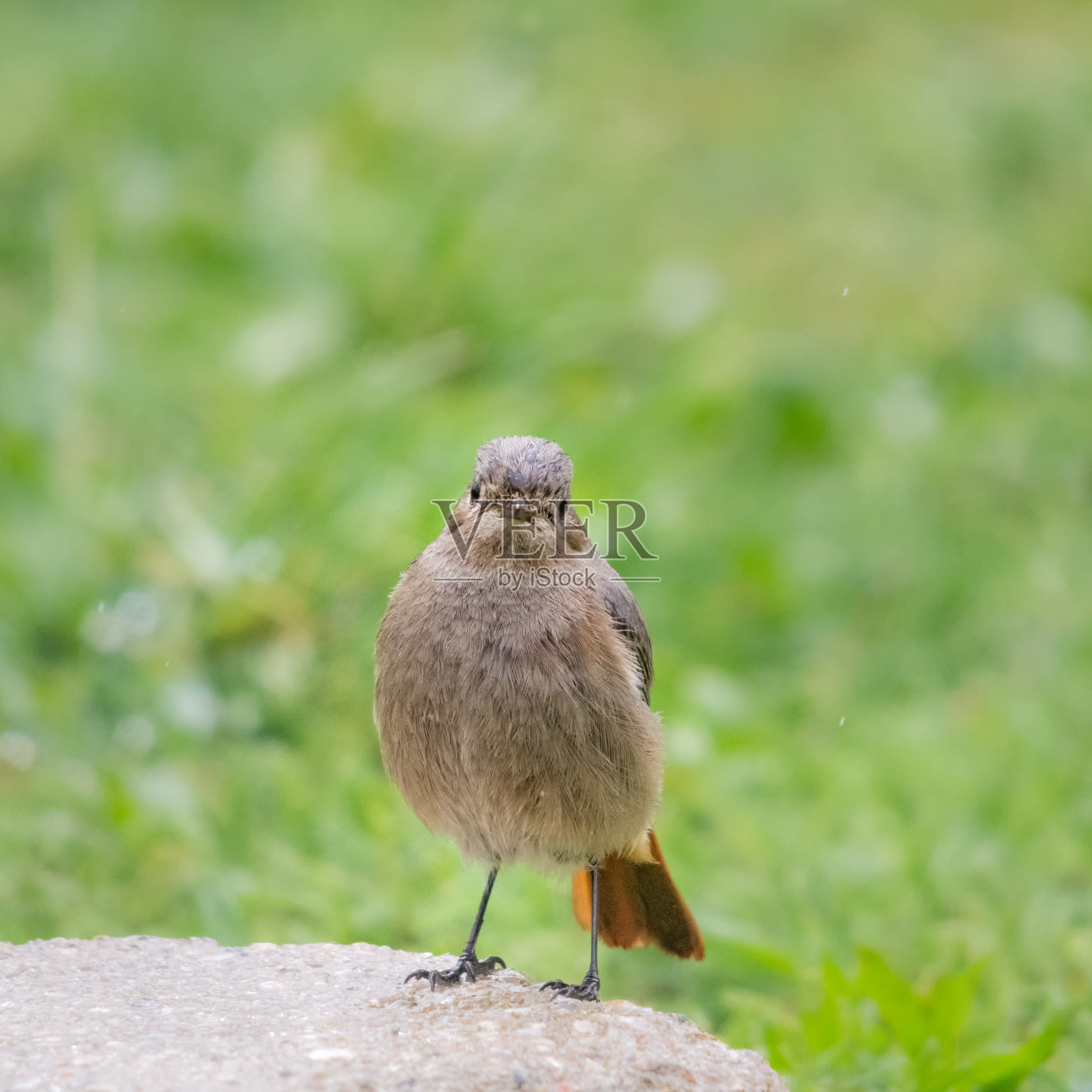 草地上一块石头上的雌红雀照片摄影图片