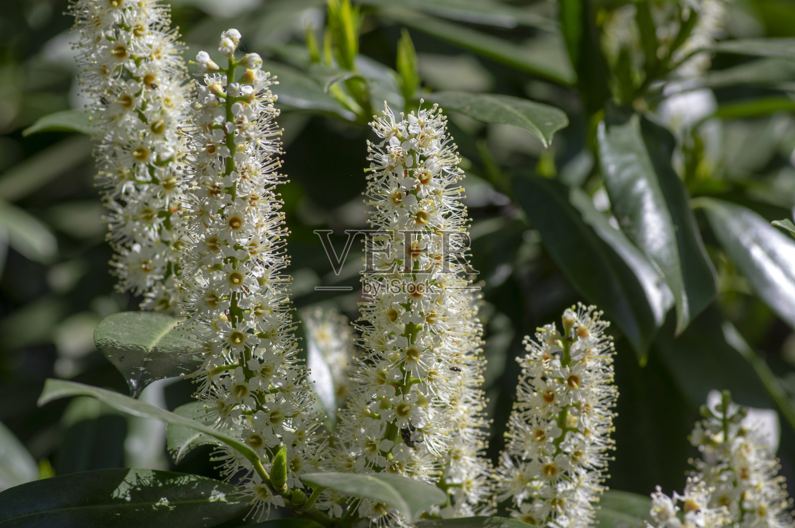 英国常见的月桂树常绿灌木中开花,花白色照片摄影图片