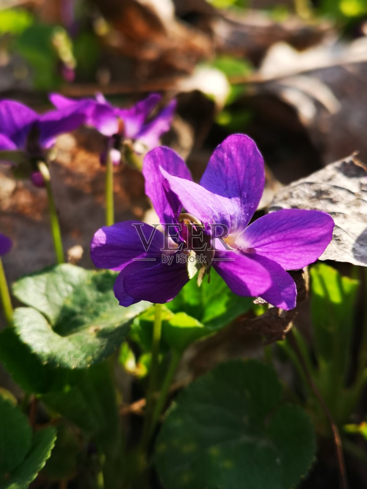 在春天的时候,森林里的紫罗兰花在宏观上。你好,春天照片摄影图片