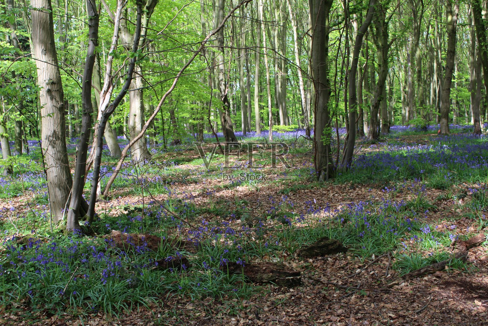 春天的英国风信子森林照片摄影图片