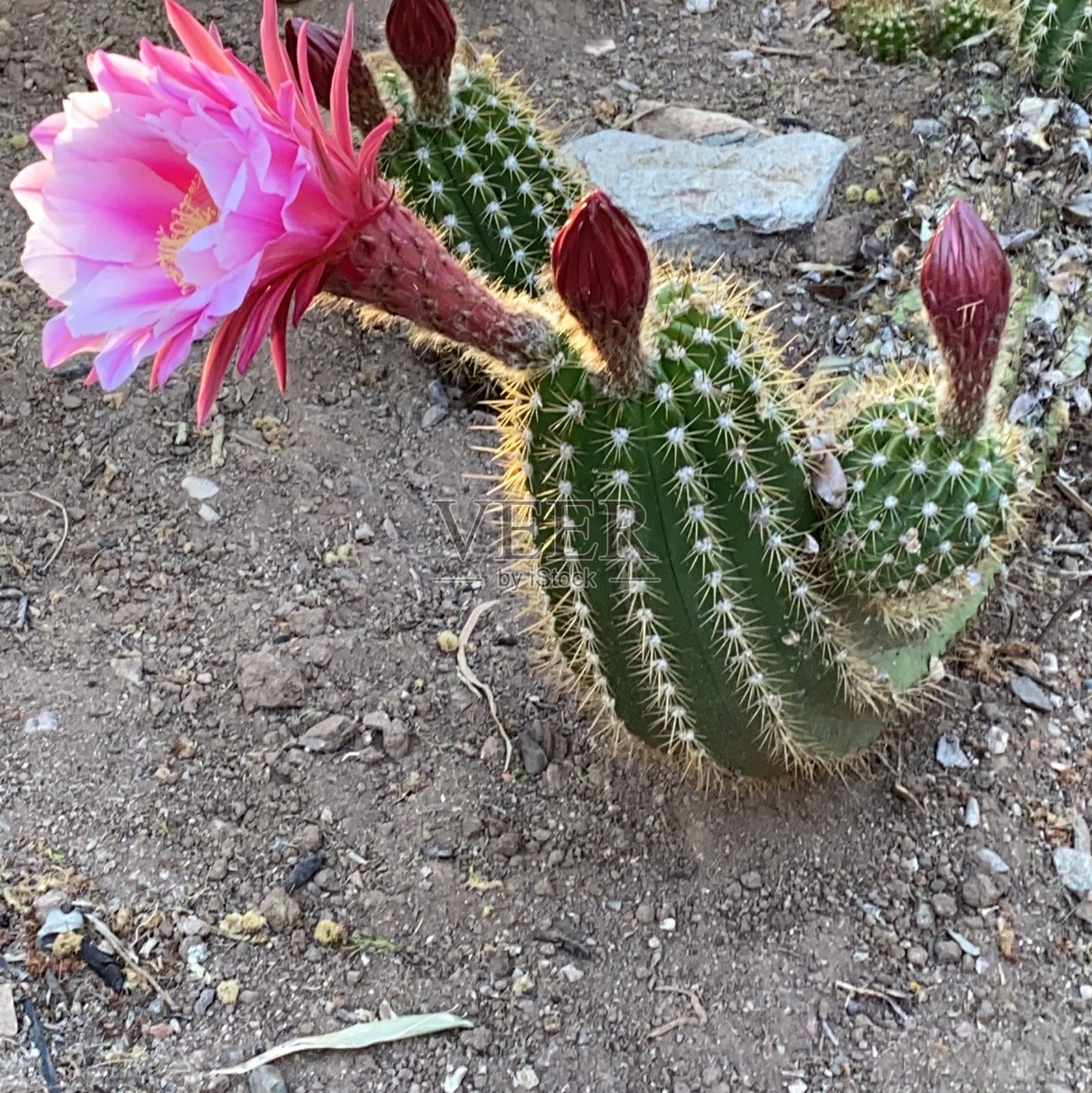 Cactus-Echinopsis candicans花照片摄影图片