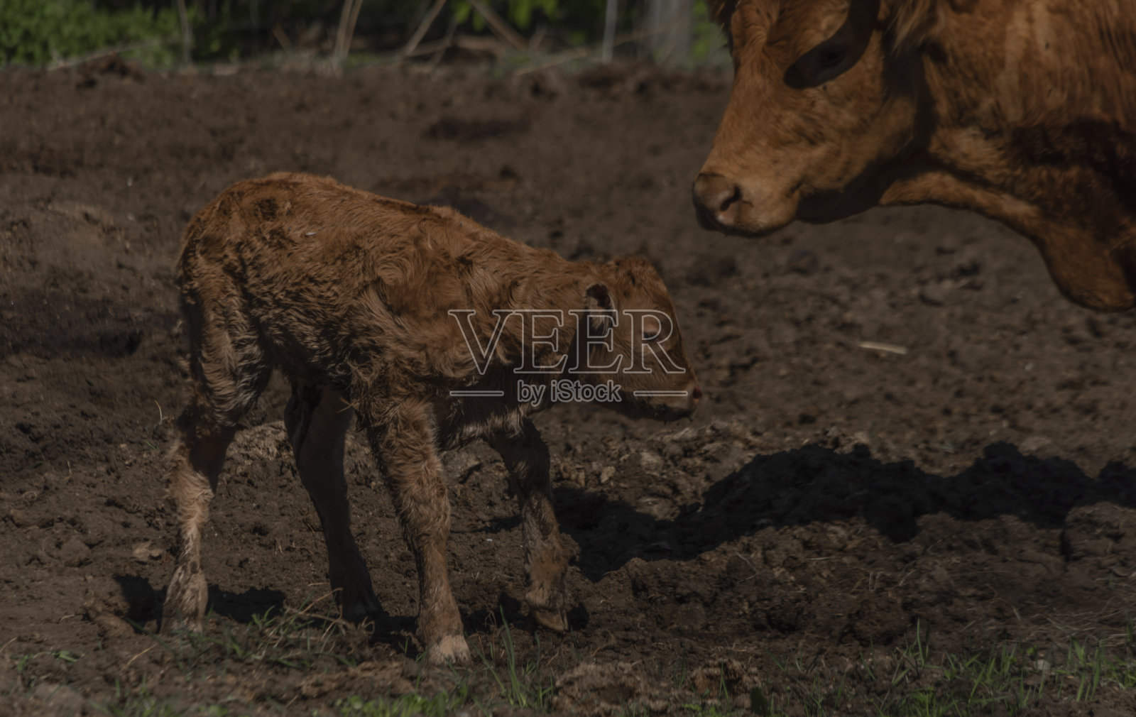 春天阳光明媚的日子里,奶牛和小牛照片摄影图片