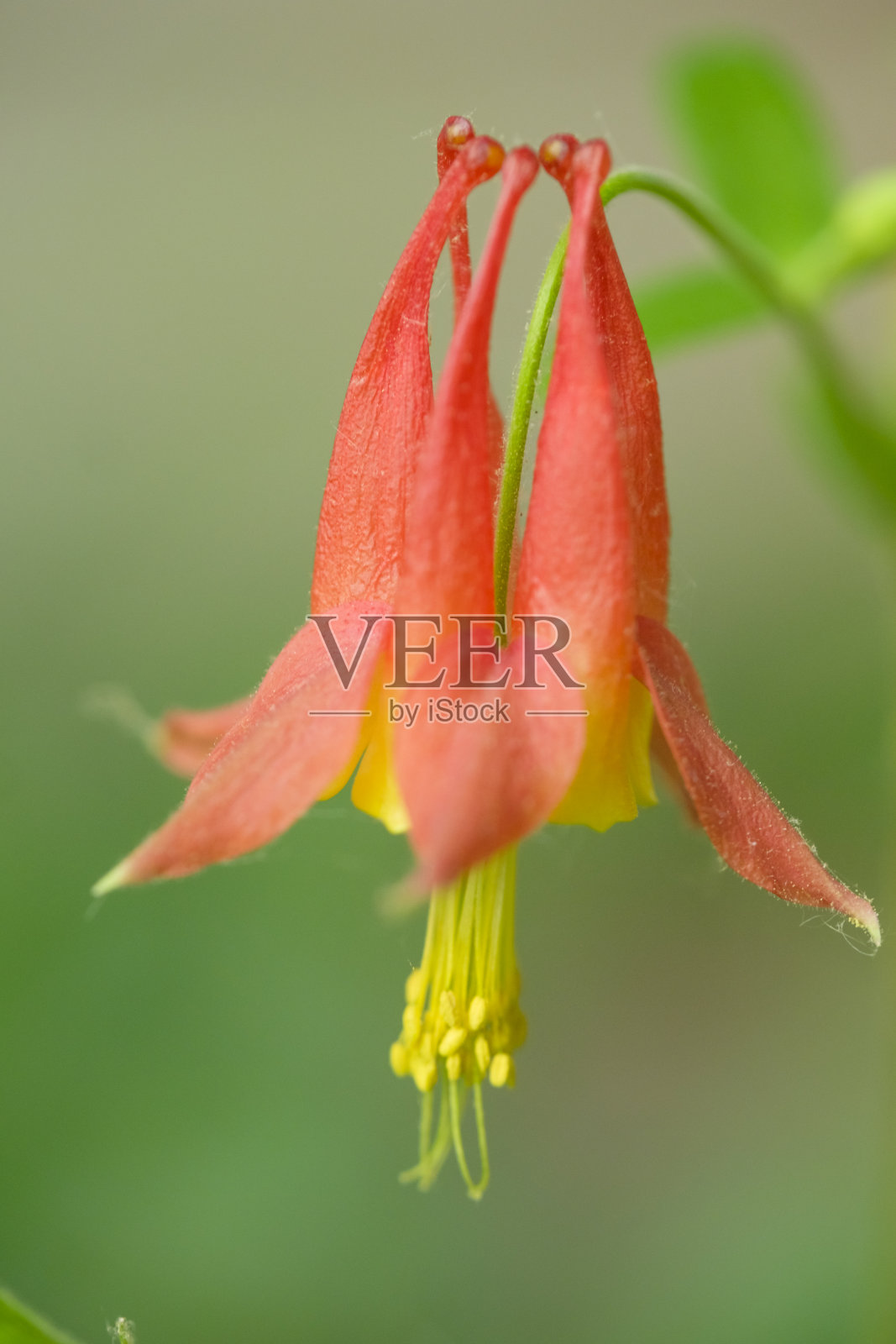 耧斗菜花的宏照片摄影图片