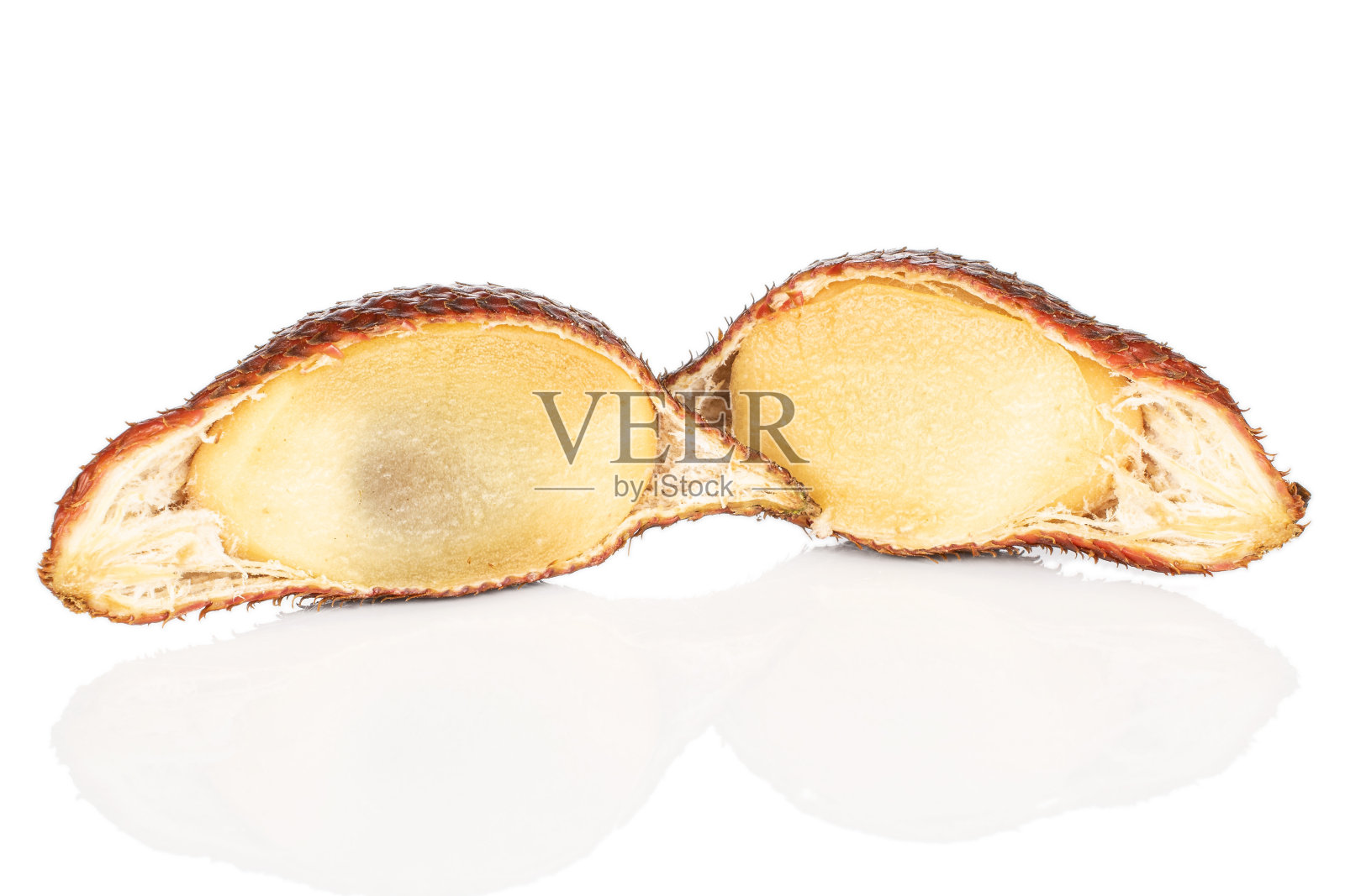 分离于白色上的奇异棕色沙蚕照片摄影图片