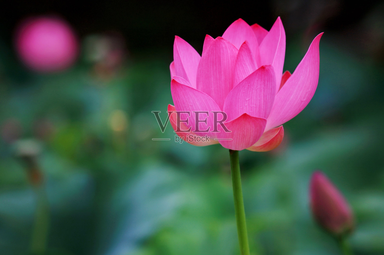 粉红色的神圣的莲花照片摄影图片