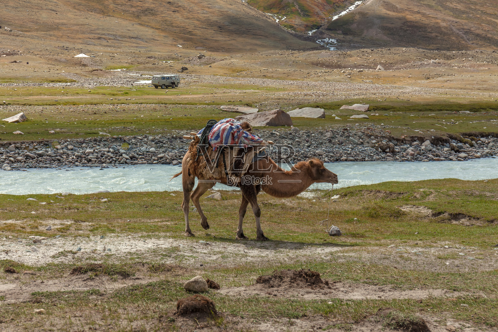 拴在地上的驯养骆驼。等待,站立的骆驼在阿尔泰,蒙古。照片摄影图片