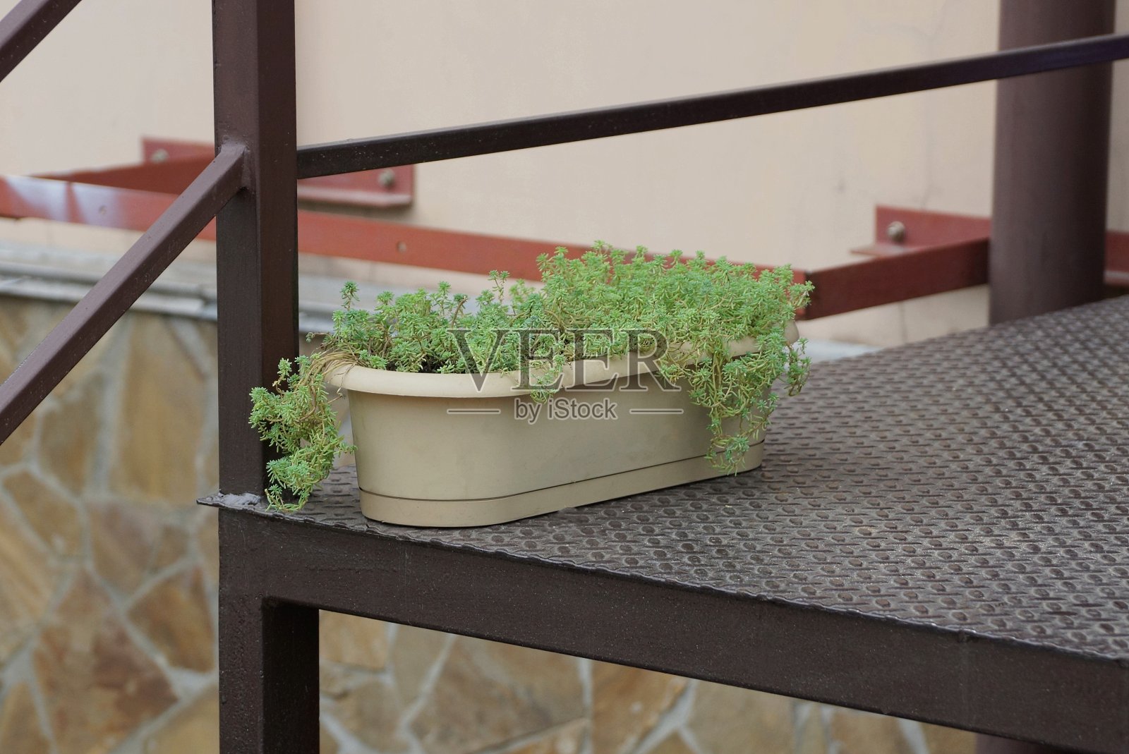 装有绿色植物的灰色塑料花盆照片摄影图片