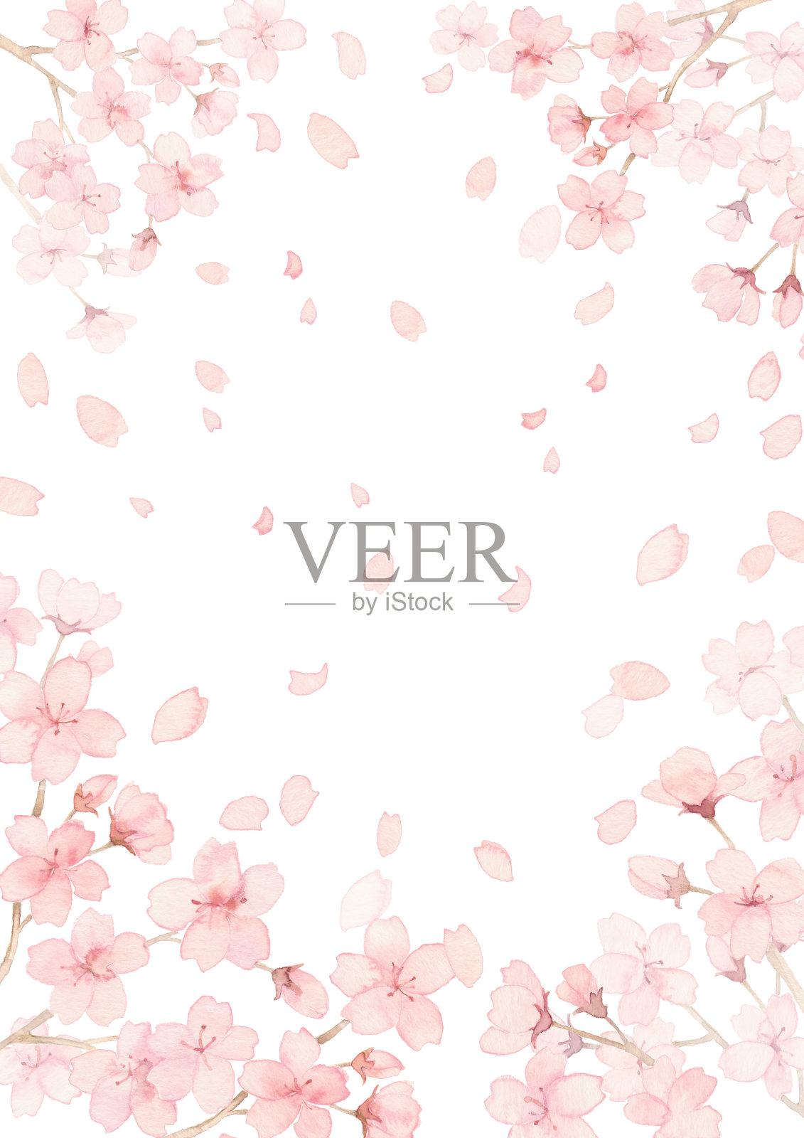 成熟的樱桃树插画图片素材