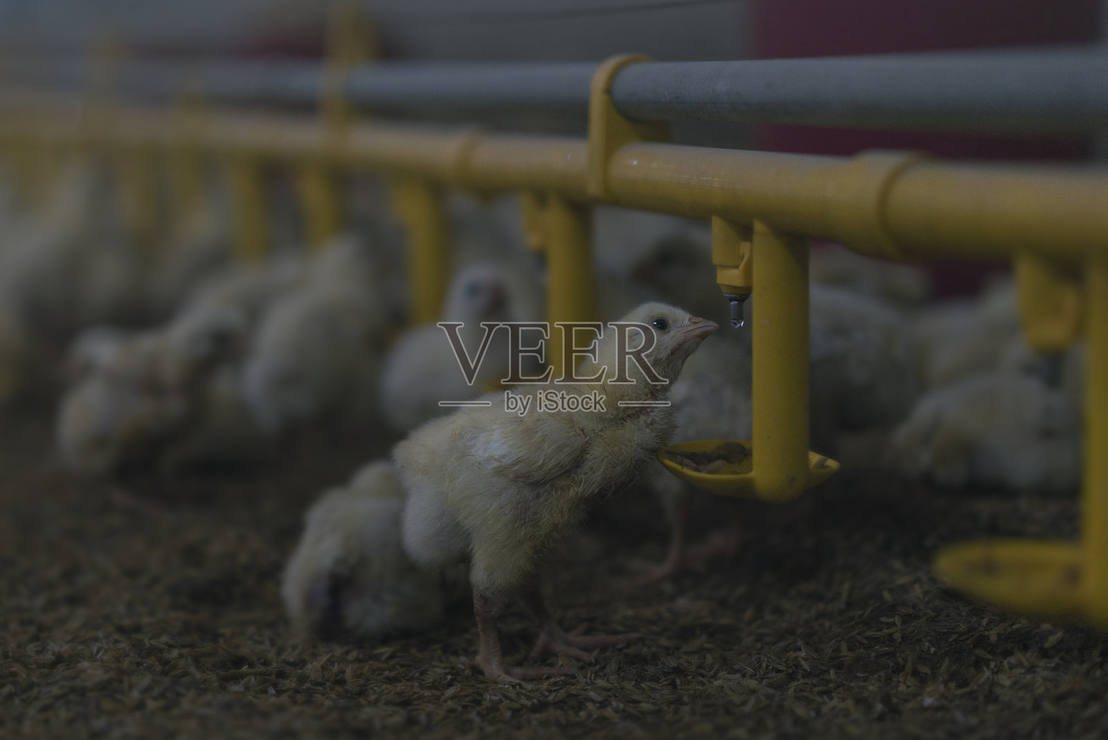 小鸡在农场觅食照片摄影图片