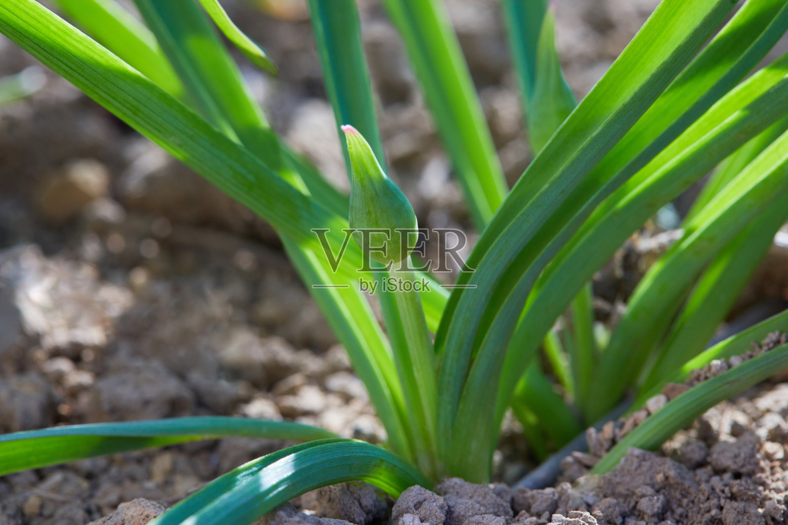 葱芽(波斯葱或波斯星)照片摄影图片