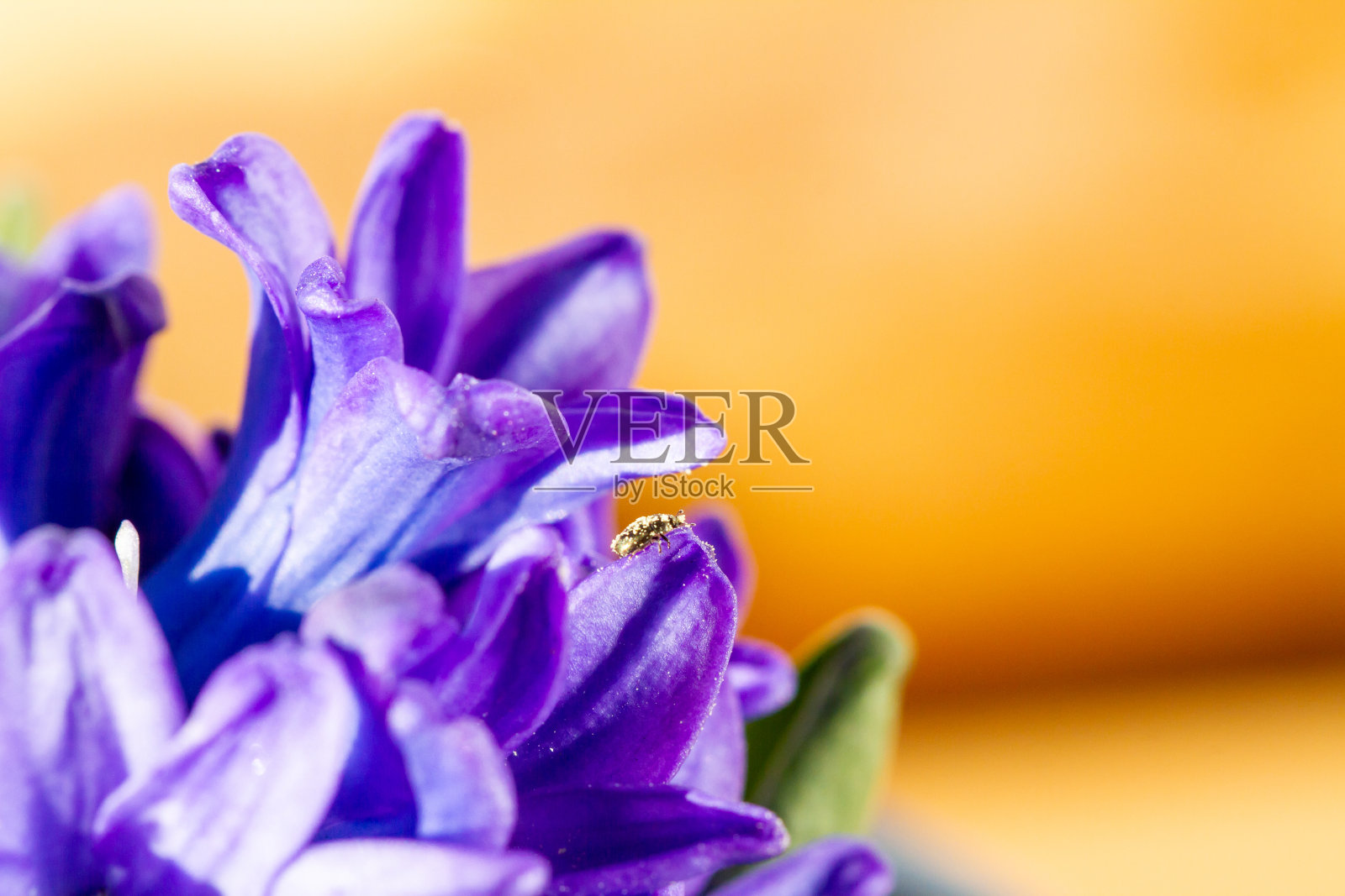 风信子在春天自然光照下球茎状照片摄影图片