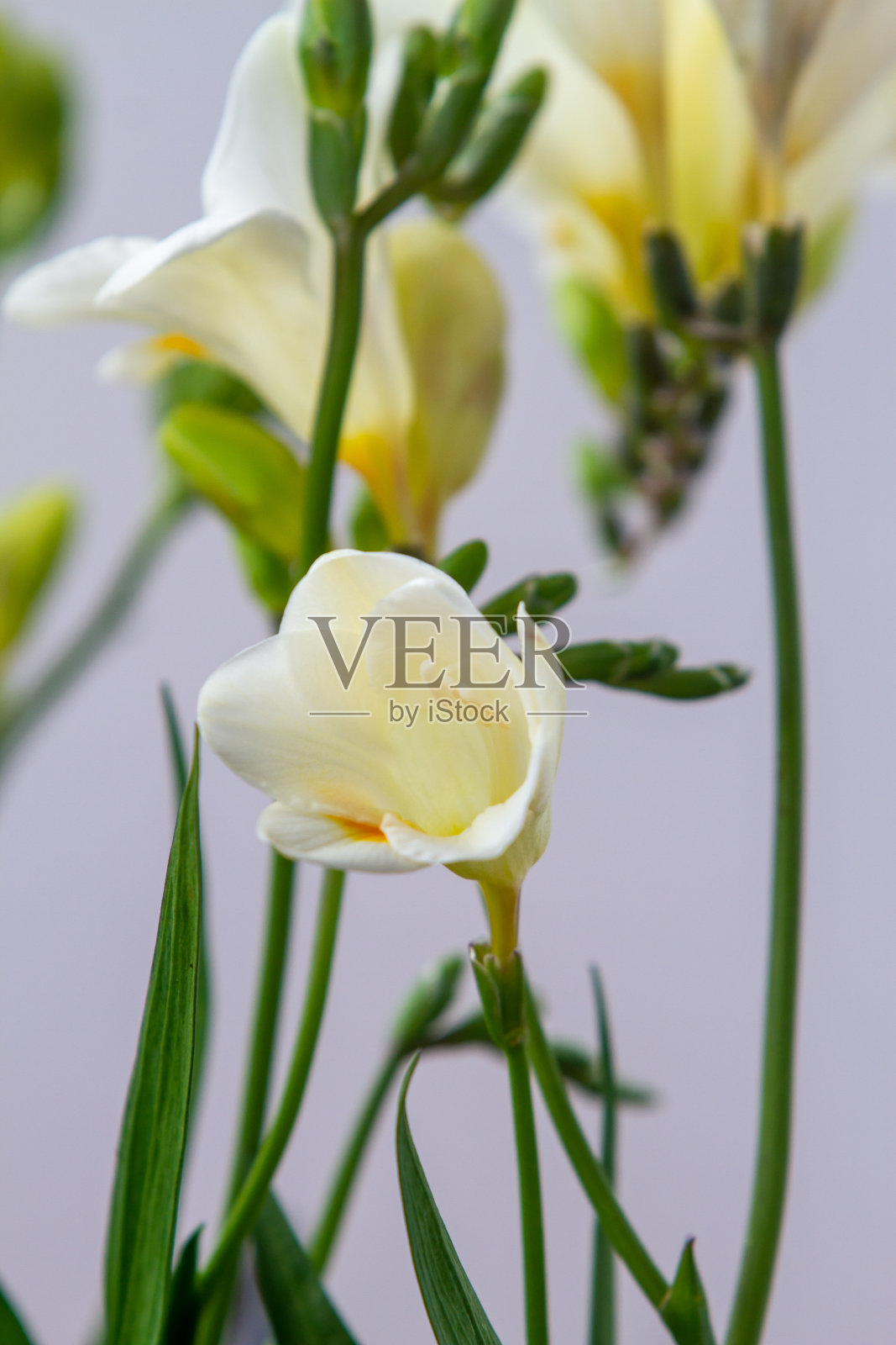 小苍兰开花植物在春天自然光照照片摄影图片