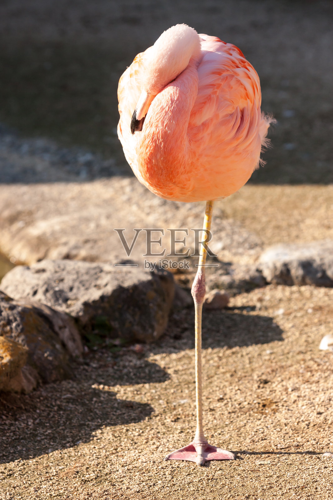 粉红色温柔的火烈鸟站在阳光下。日本别府照片摄影图片