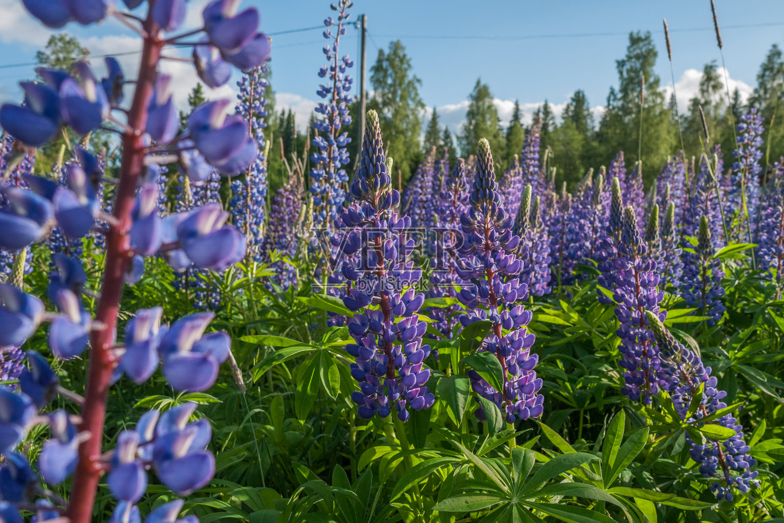 羽扇豆,羽扇豆,羽扇豆田,粉红色,紫色和蓝色的花。一束羽扇豆夏季花背景照片摄影图片