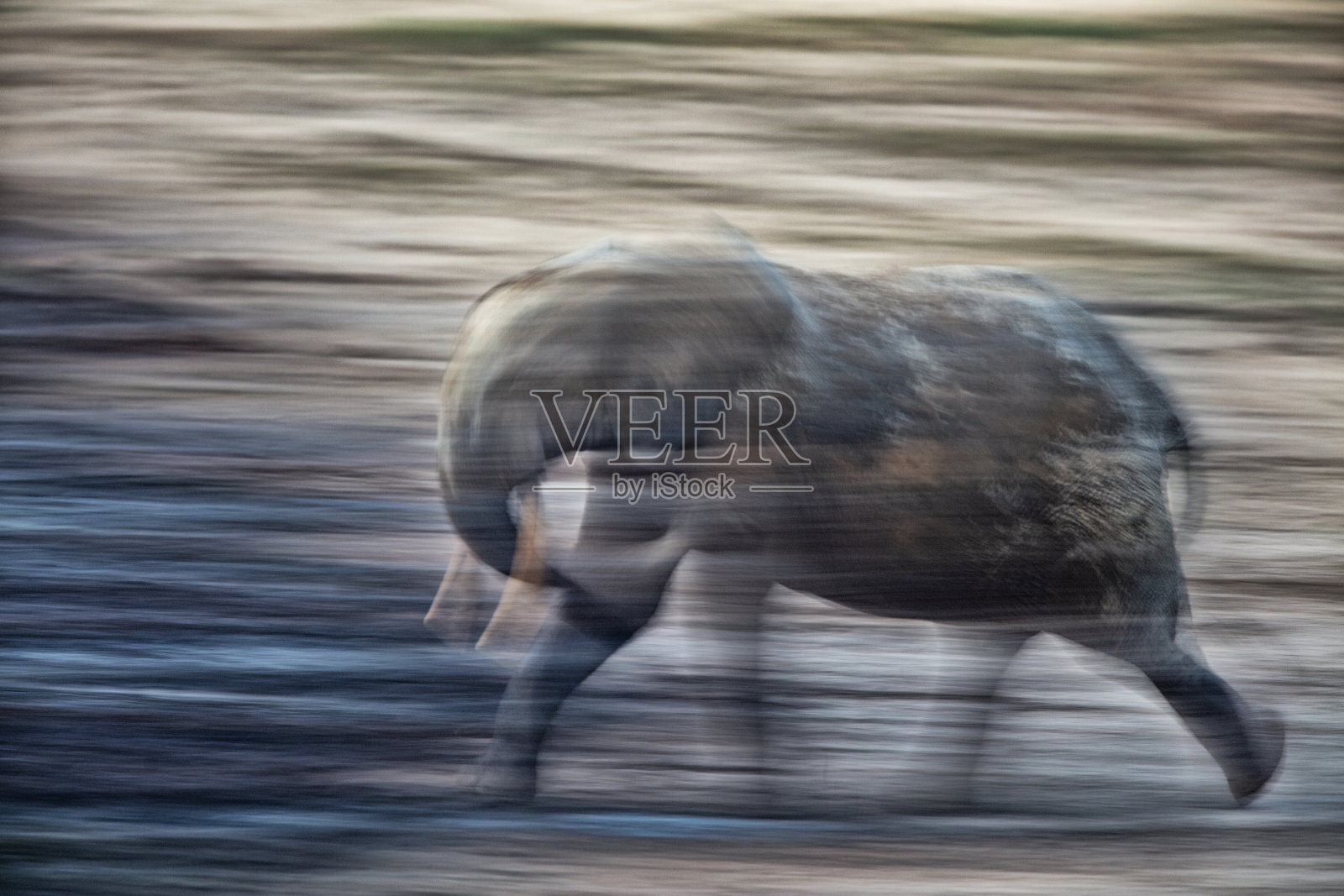 赞加白的森林象(Loxodonta africana cyclotis)。Dzanga-Sangha照片摄影图片