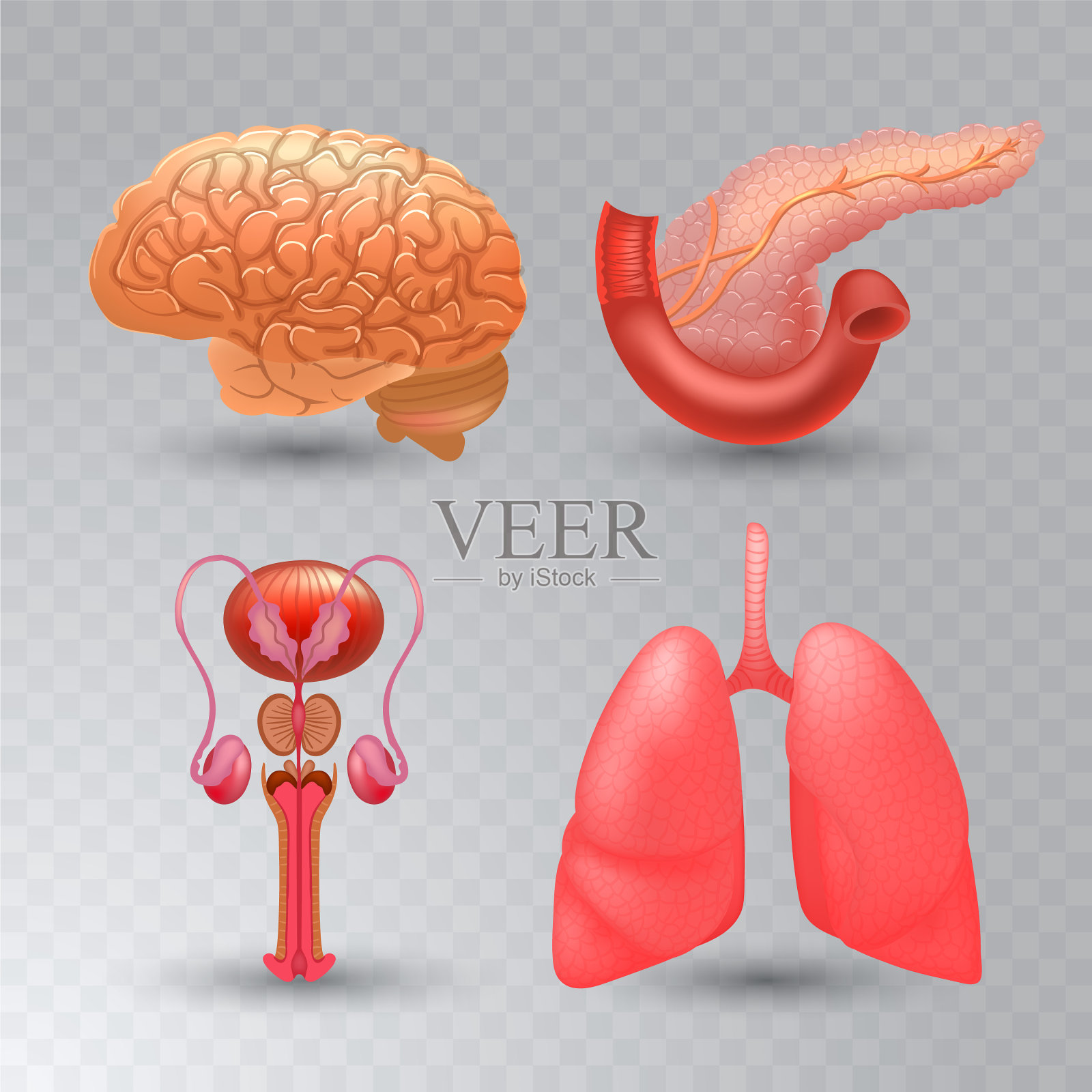 内部器官逼真的图标设置图标素材