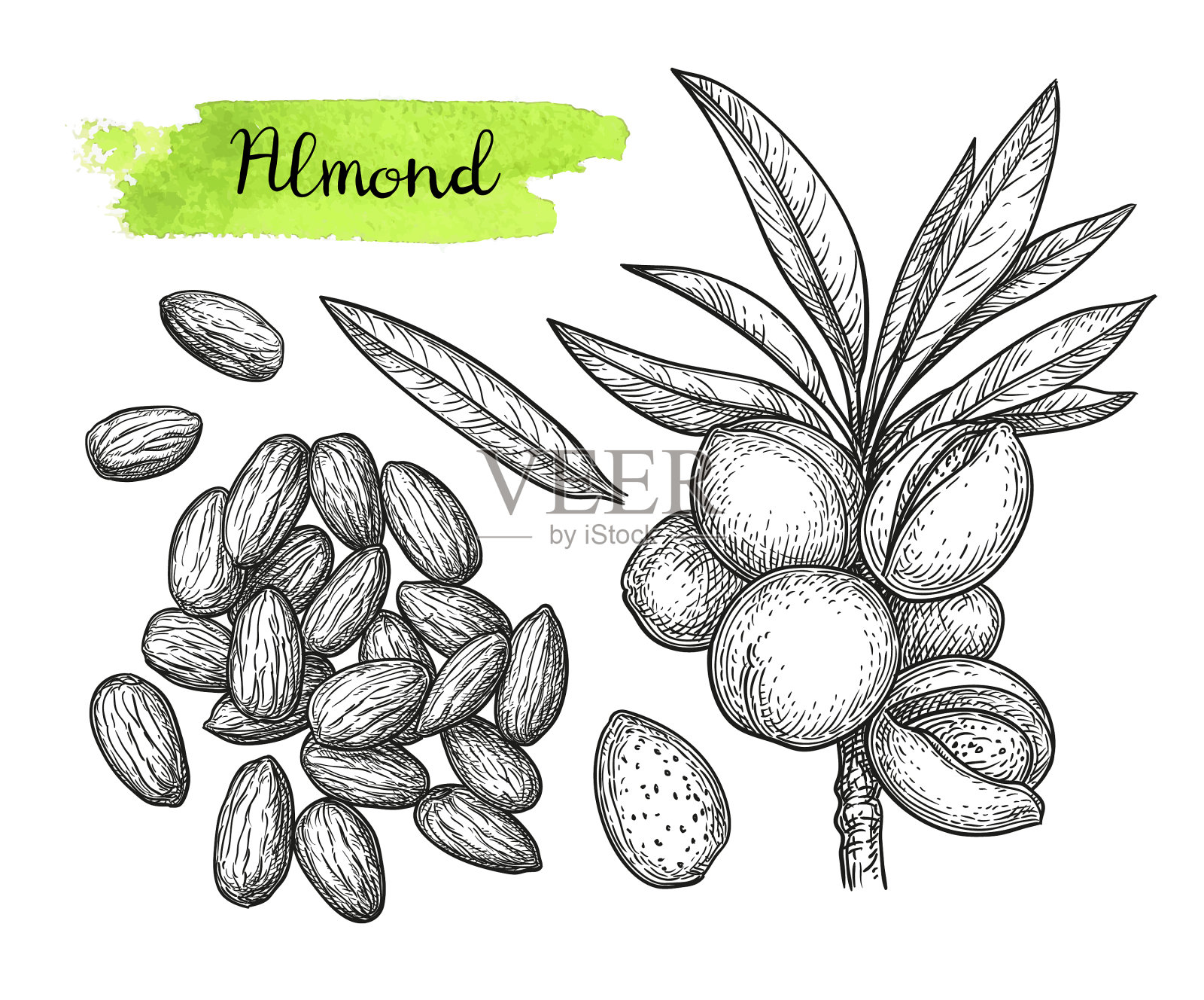 杏仁水墨速写设计元素图片