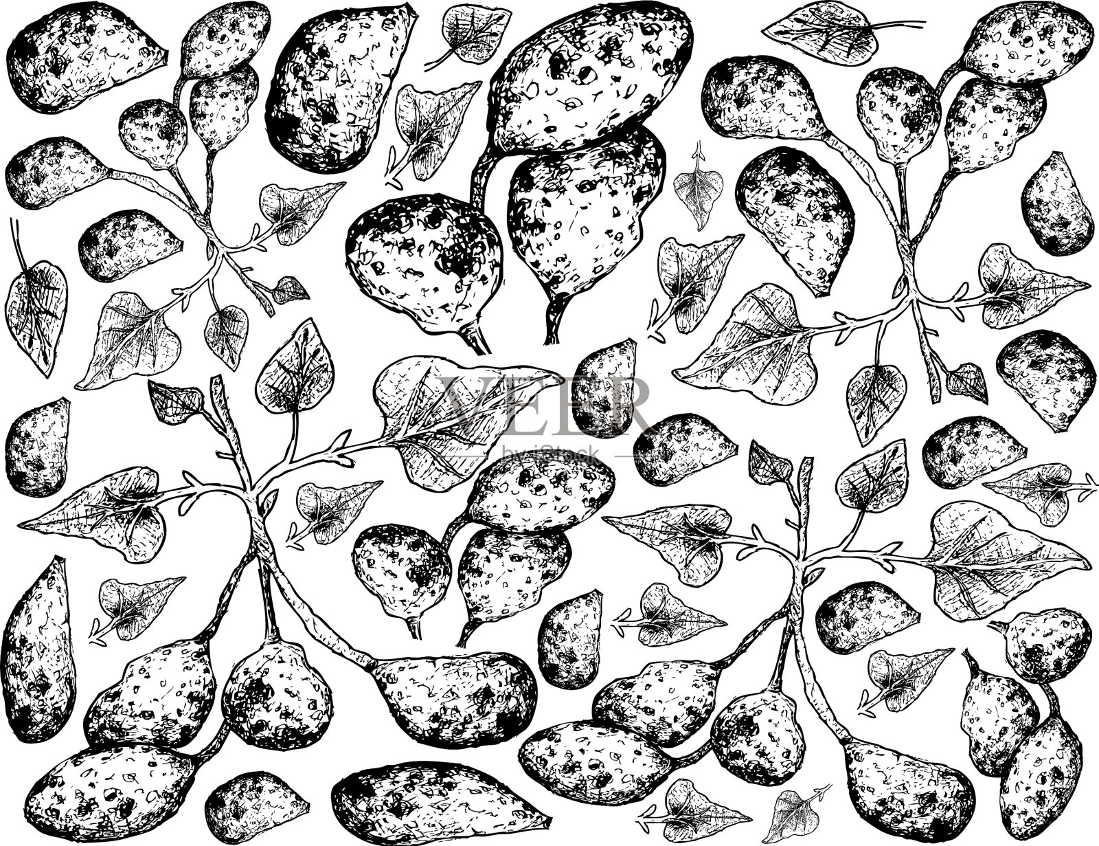 手工绘制的ullucus tuberosus在一个白色的背插画图片素材