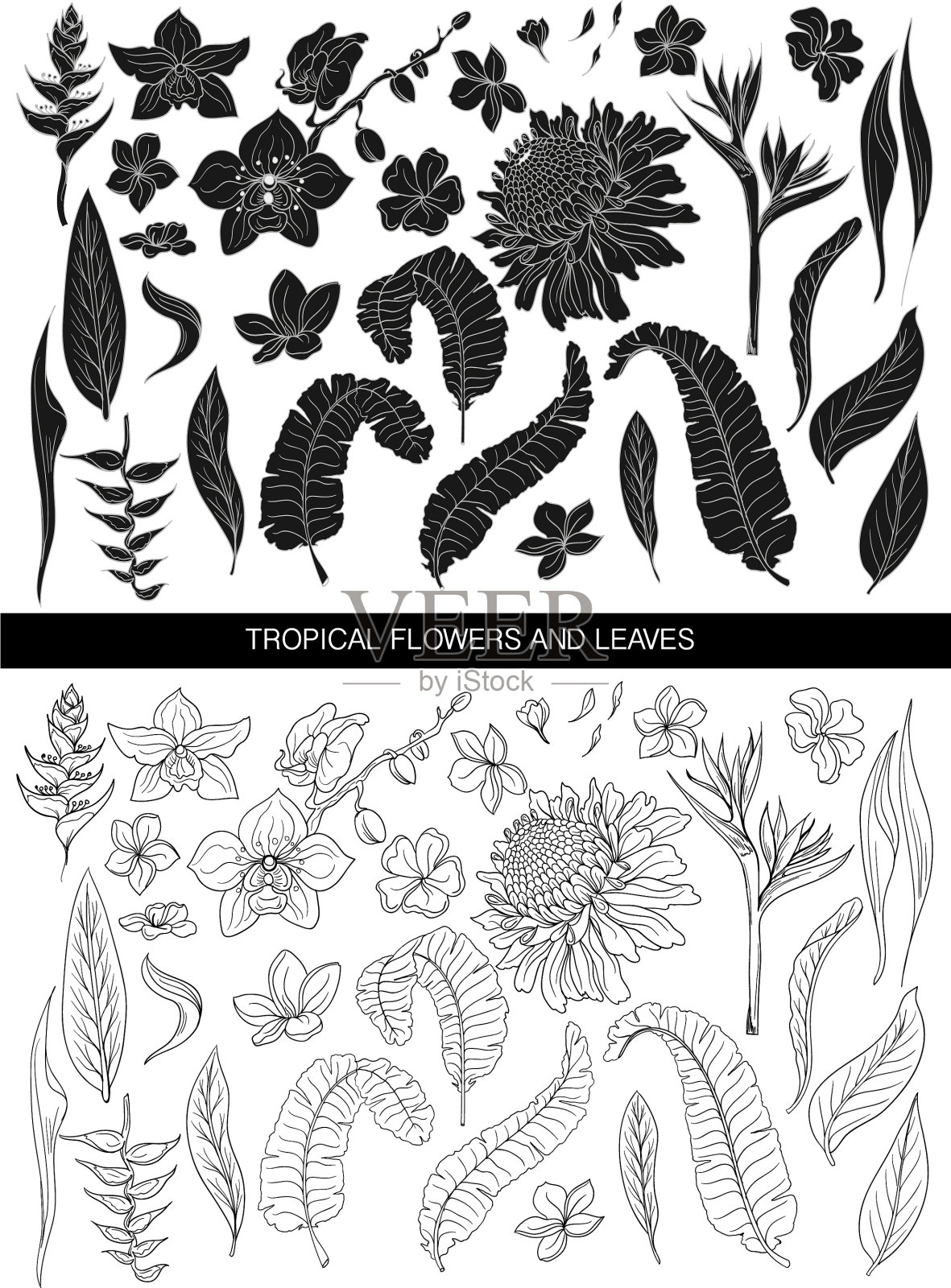 热带的叶和花的剪影和线条设计元素图片