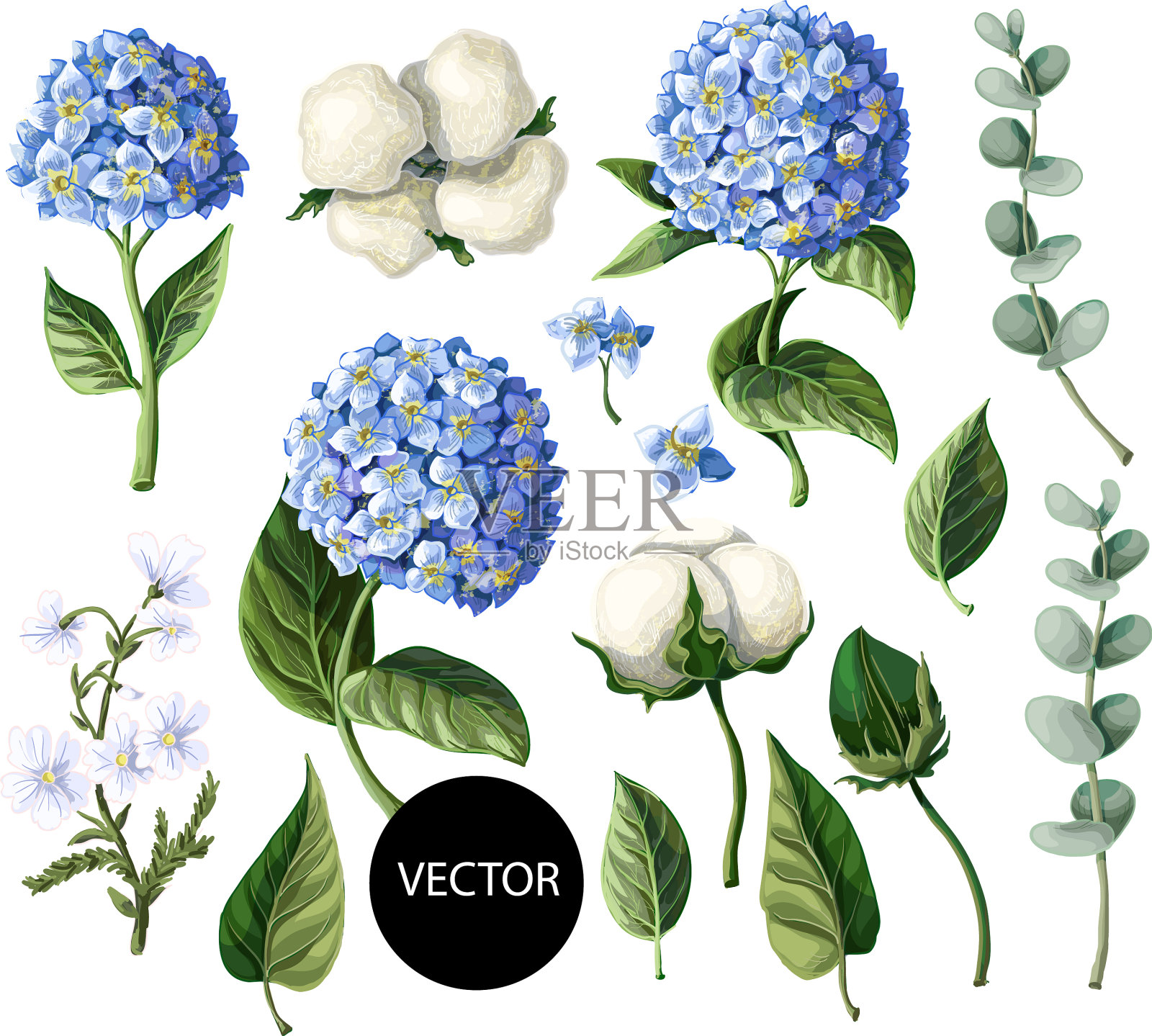 绣球、棉花和桉树枝设计元素图片