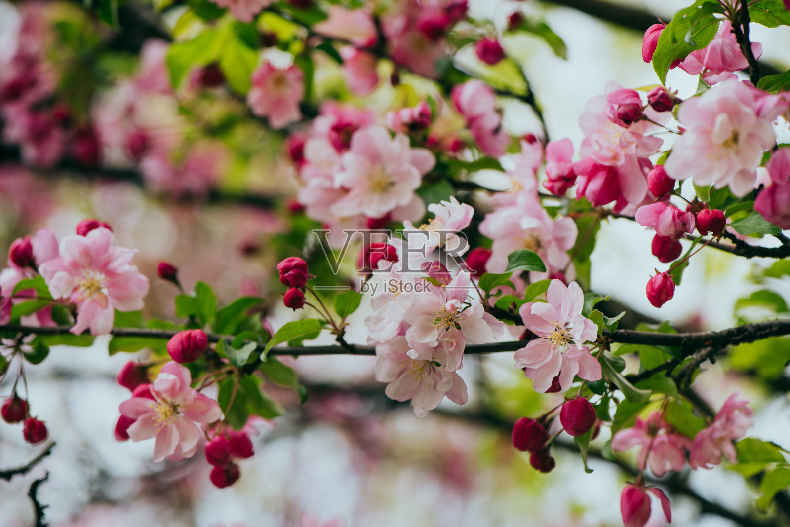 盛开的粉红色的花照片摄影图片
