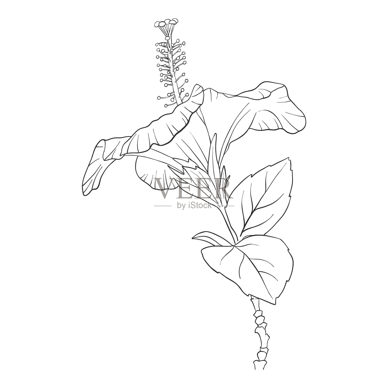 芙蓉花设计元素图片