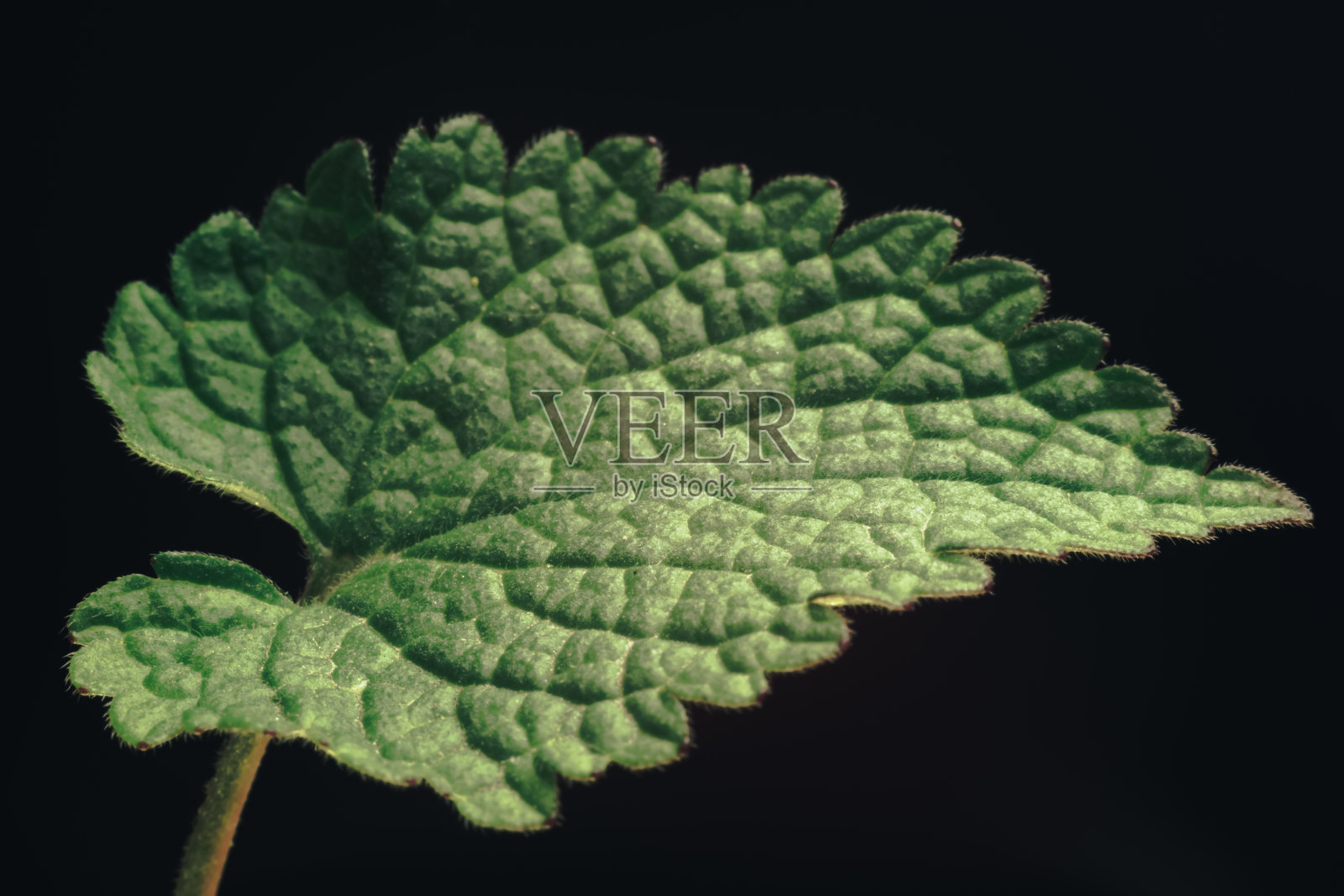 近距离观察美丽的绿叶图案背景纹理设计。微距摄影的看法。照片摄影图片