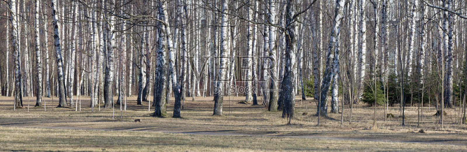桦树树干在森林全景照片摄影图片