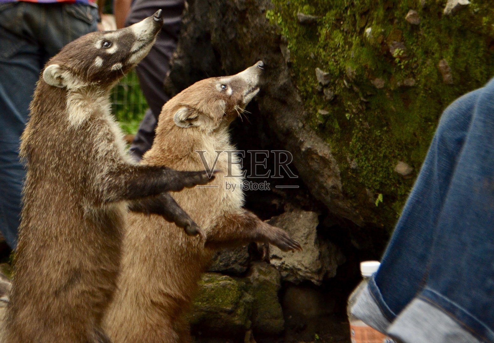 等待食物的狐猴照片摄影图片
