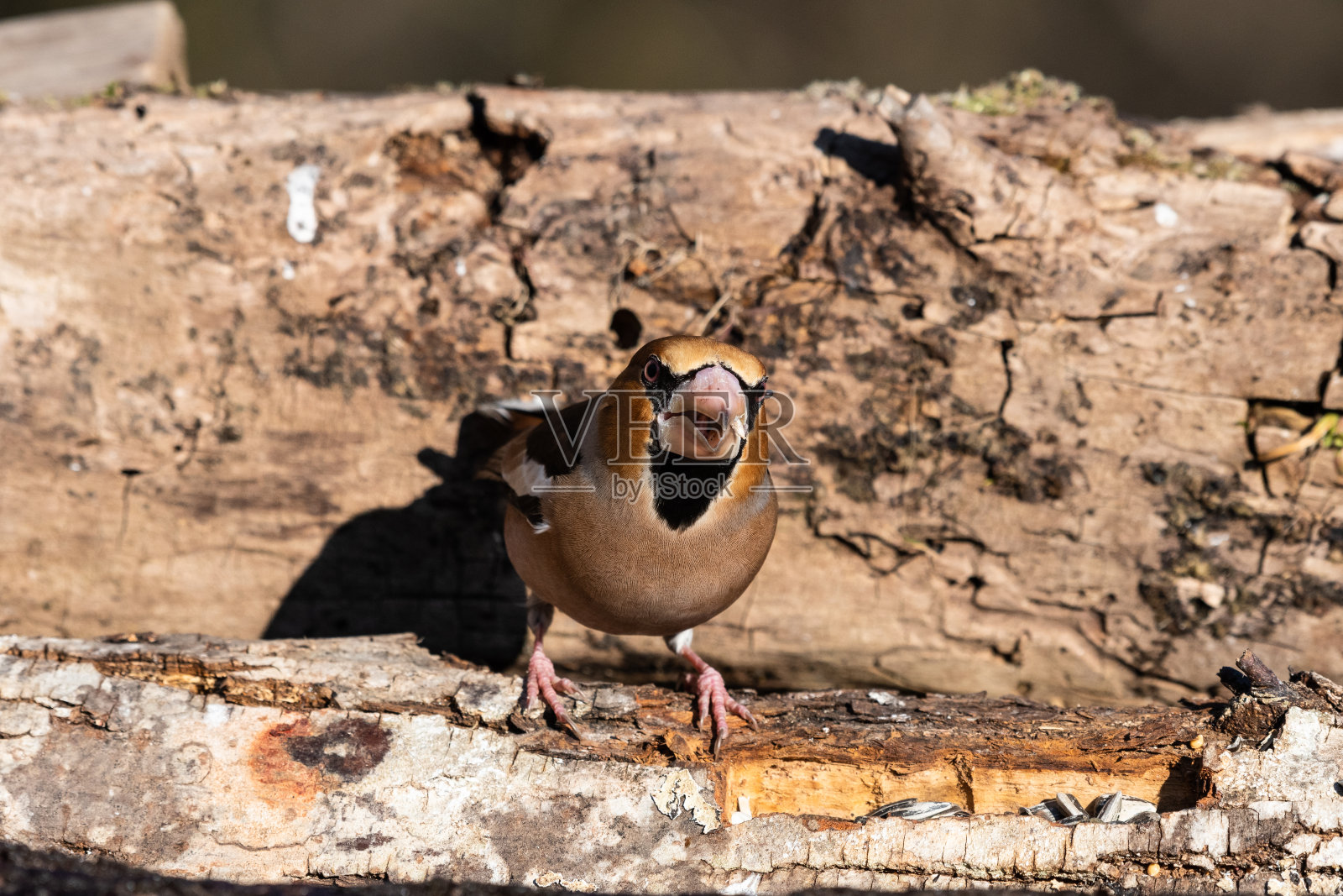 森林里的Hawfinch照片摄影图片