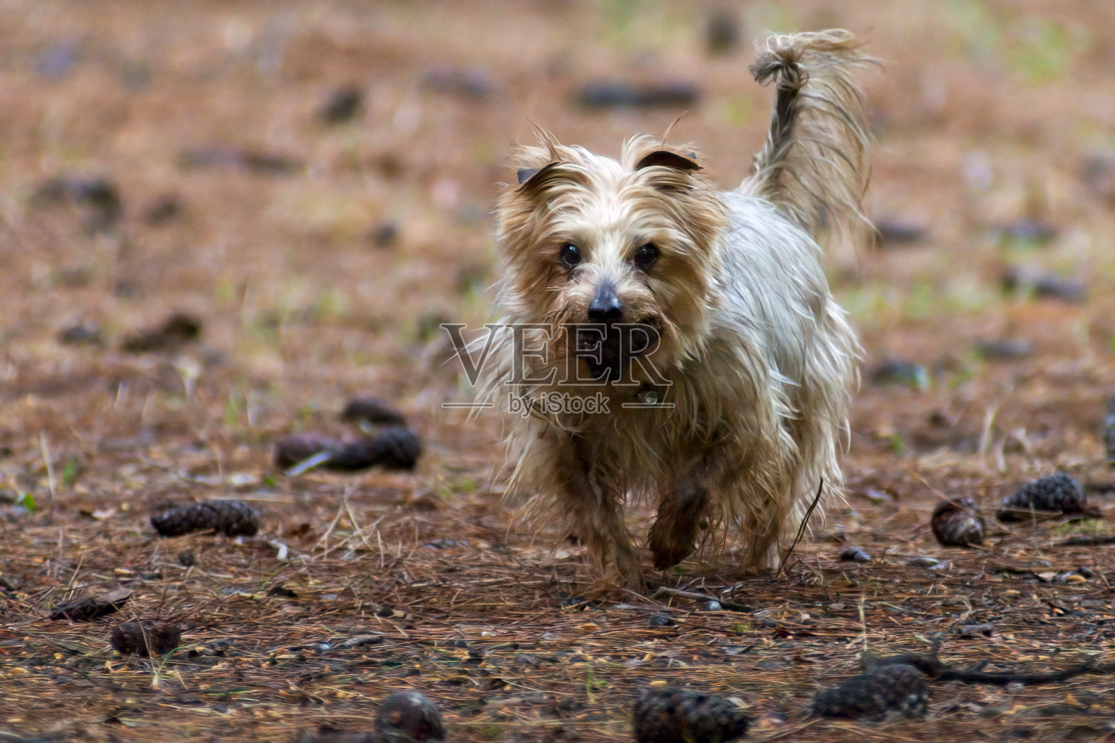 约克郡犬看着镜头照片摄影图片