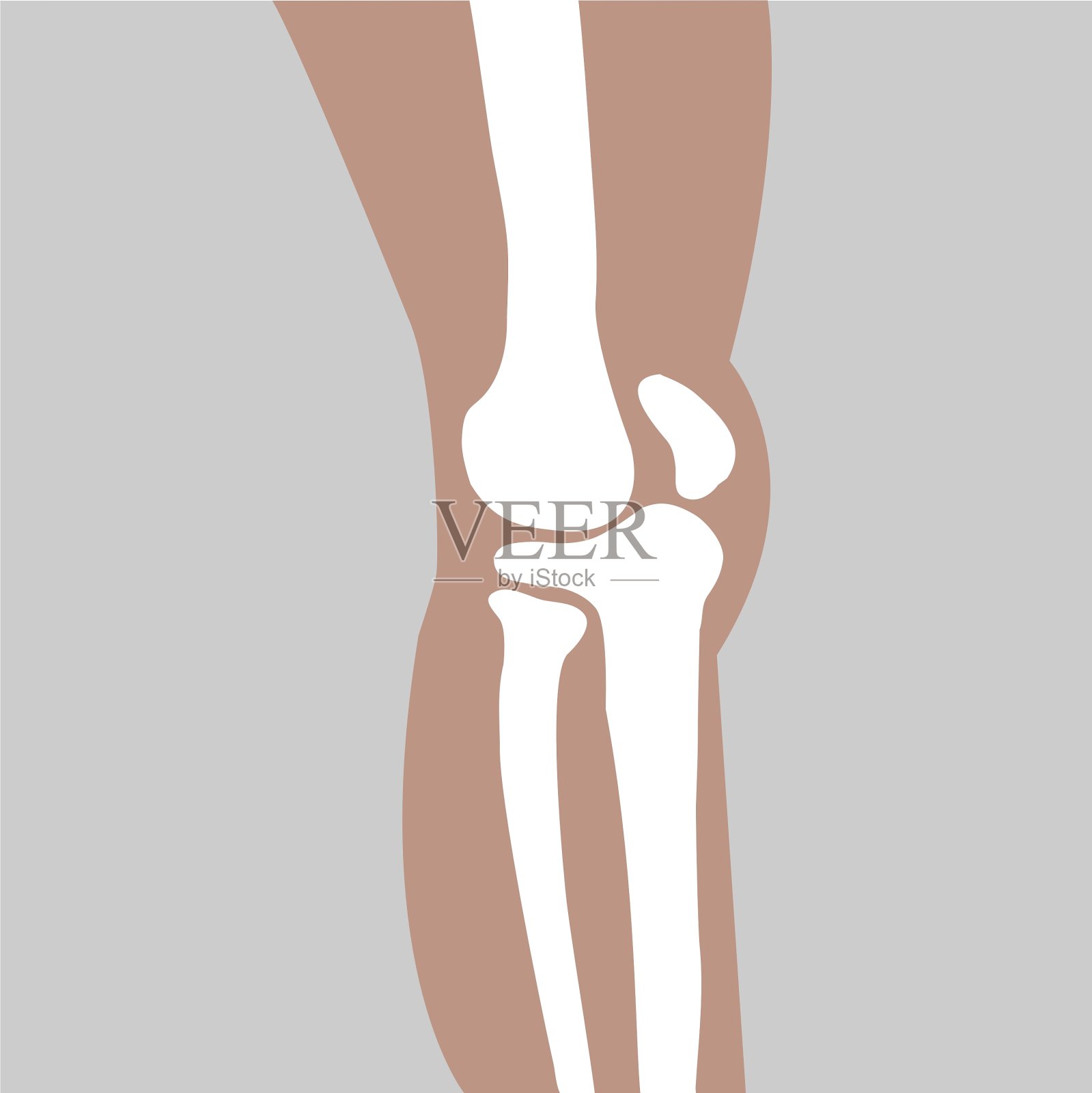 人工膝关节插画图片素材