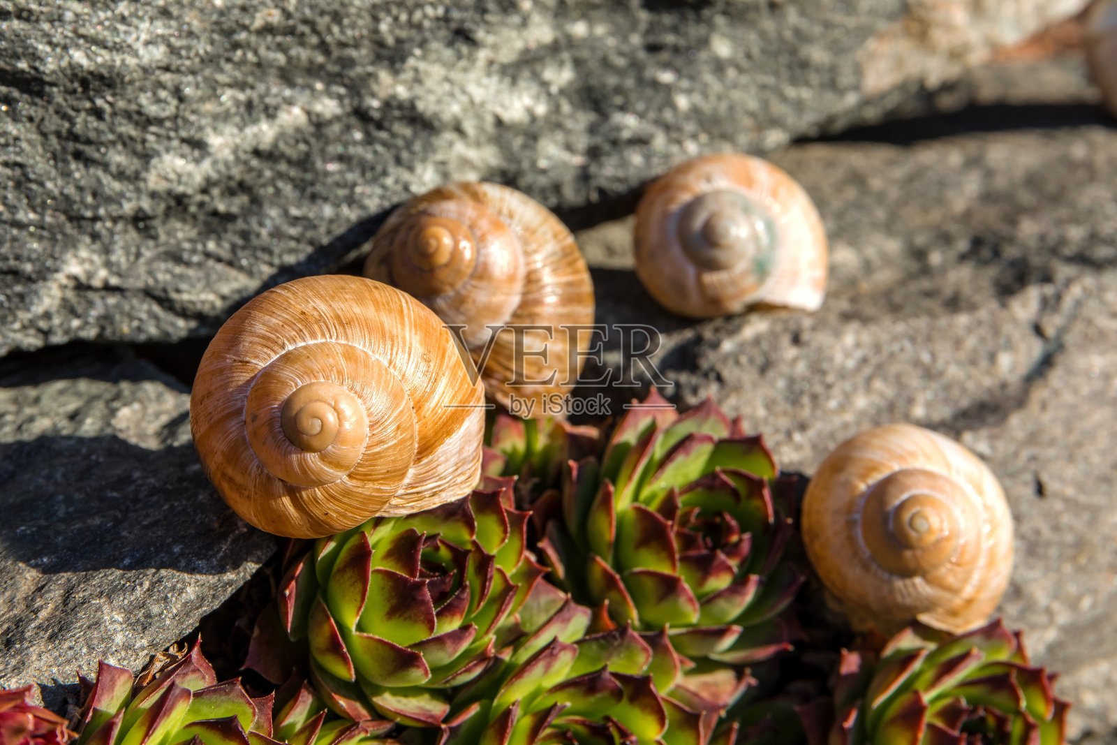 空贝壳蜗牛。外壳的详细视图。美丽的春天花园。把蜗牛留在家里。斐波那契螺旋。照片摄影图片