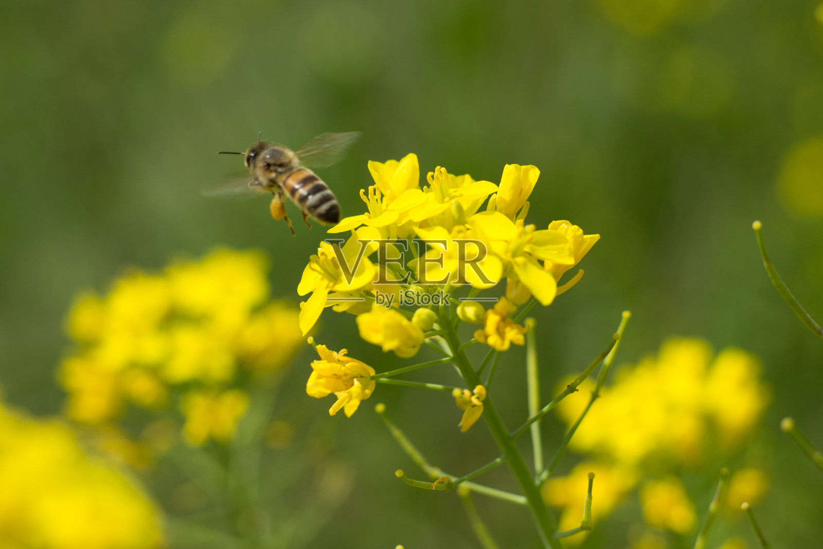 在春天的一天,蜜蜂收集花蜜和花粉的特写镜头。蜜蜂是一种勤劳的昆虫。照片摄影图片