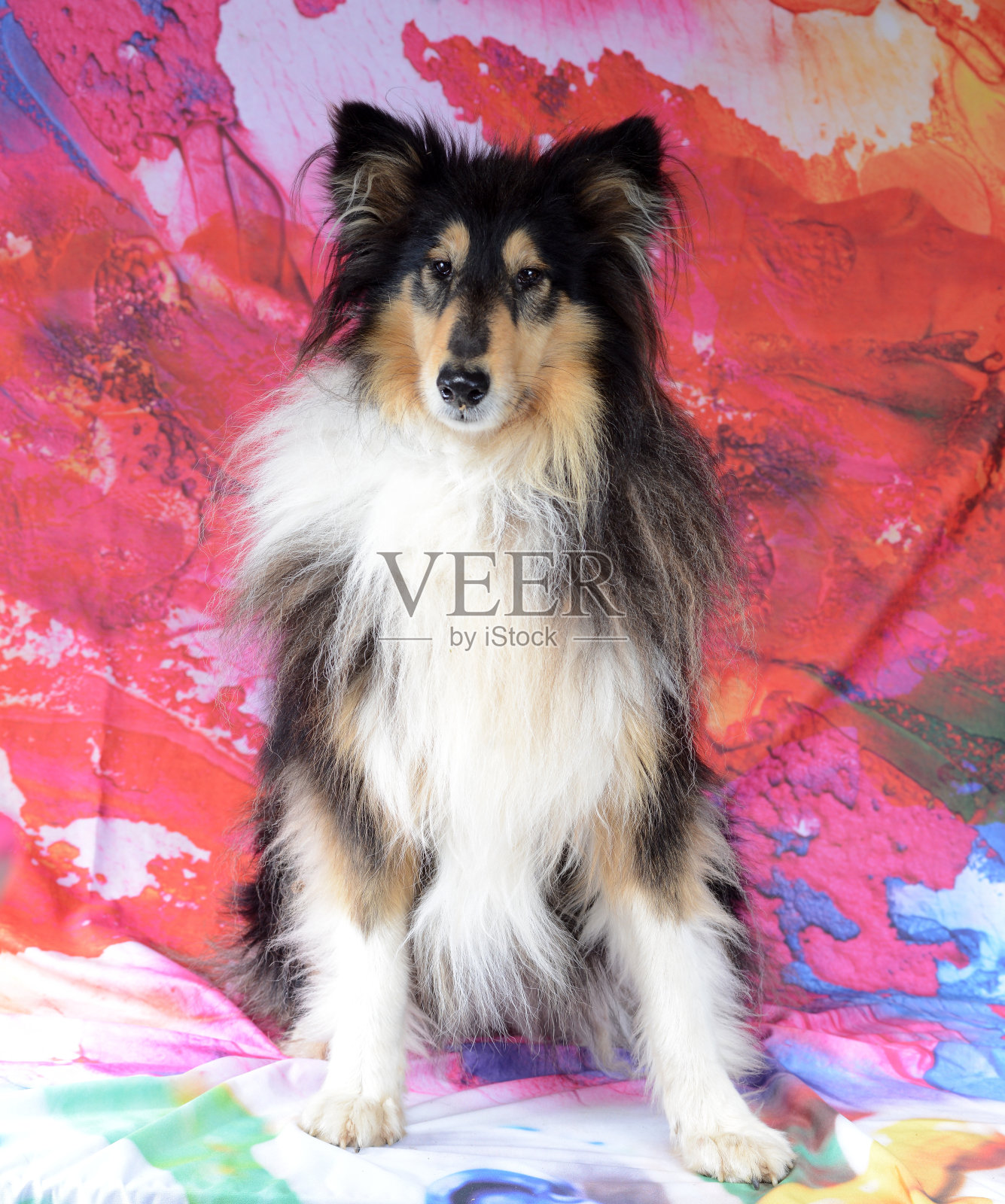 戴面具的狗照片摄影图片