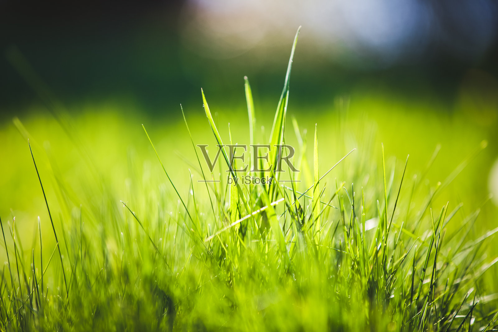 鲜绿的草模糊的背景照片摄影图片