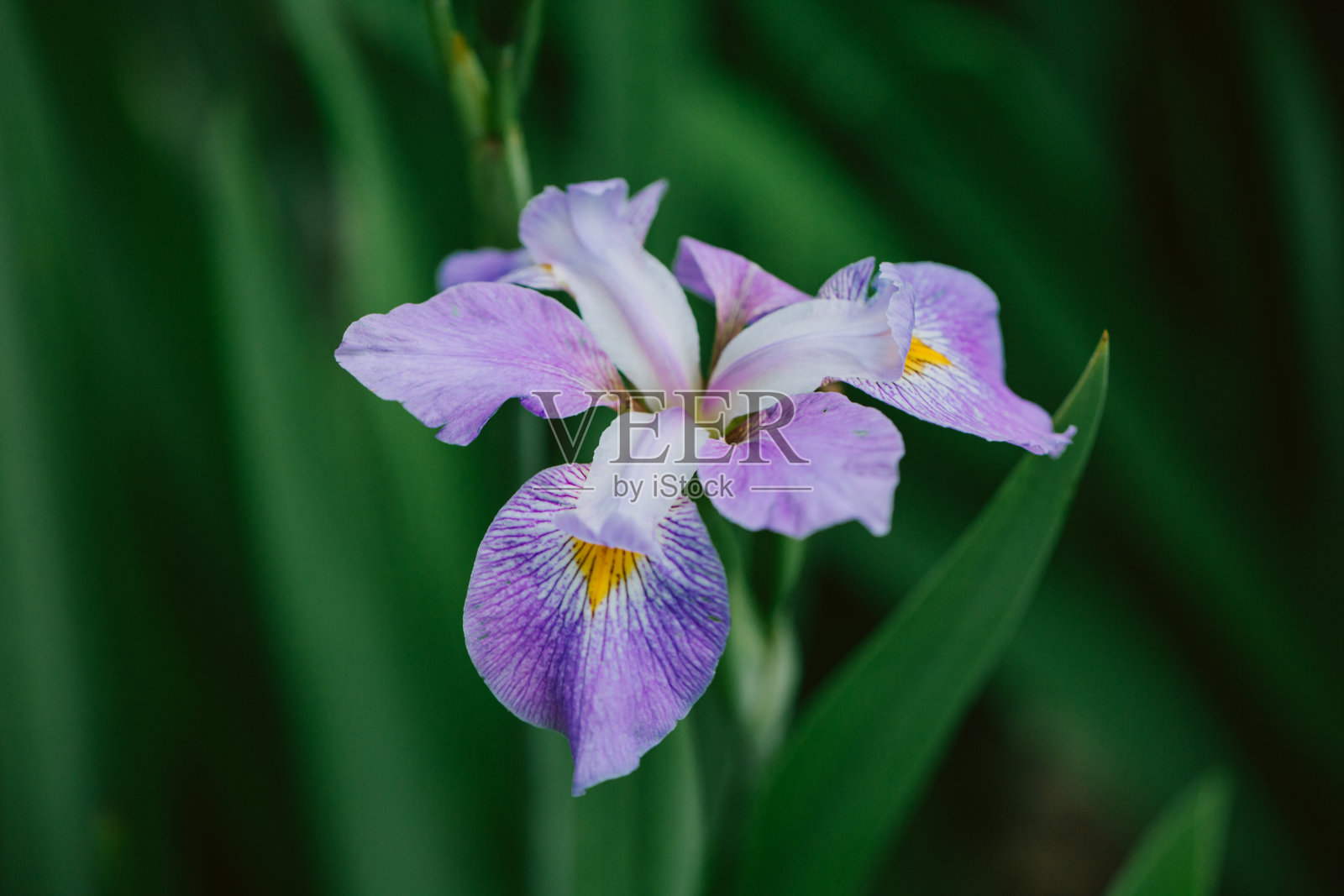 特写的紫色鸢尾花照片摄影图片
