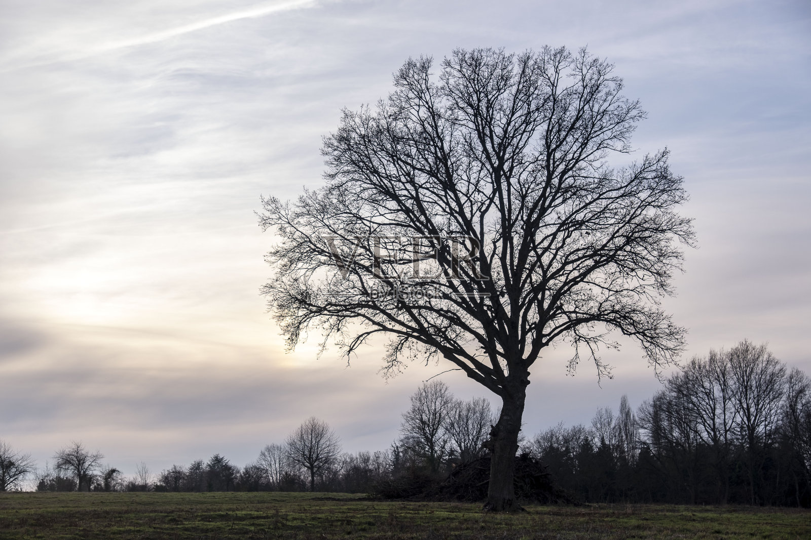 森林景观Tronçais照片摄影图片