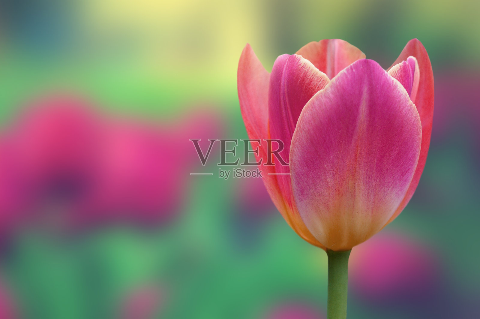 春天的觉醒。大自然中非常美好的细节。红色郁金香近距离和许多红色郁金香在背景。照片摄影图片