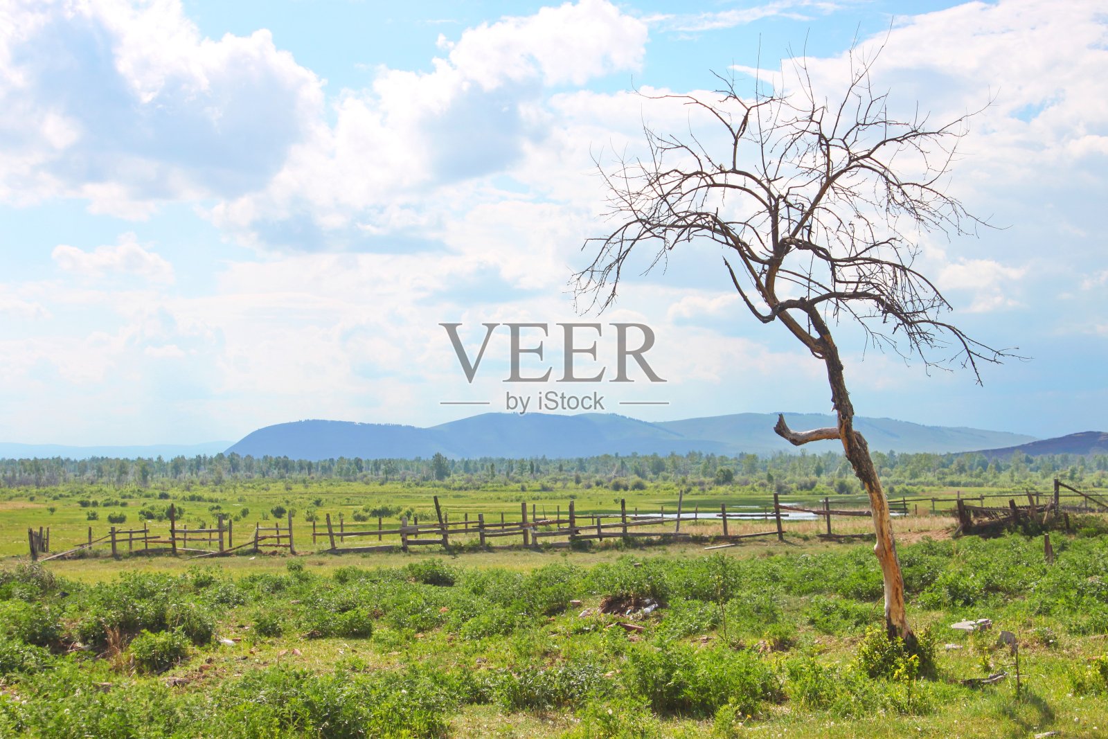 蓝天映衬下田野上那棵孤独的枯树照片摄影图片