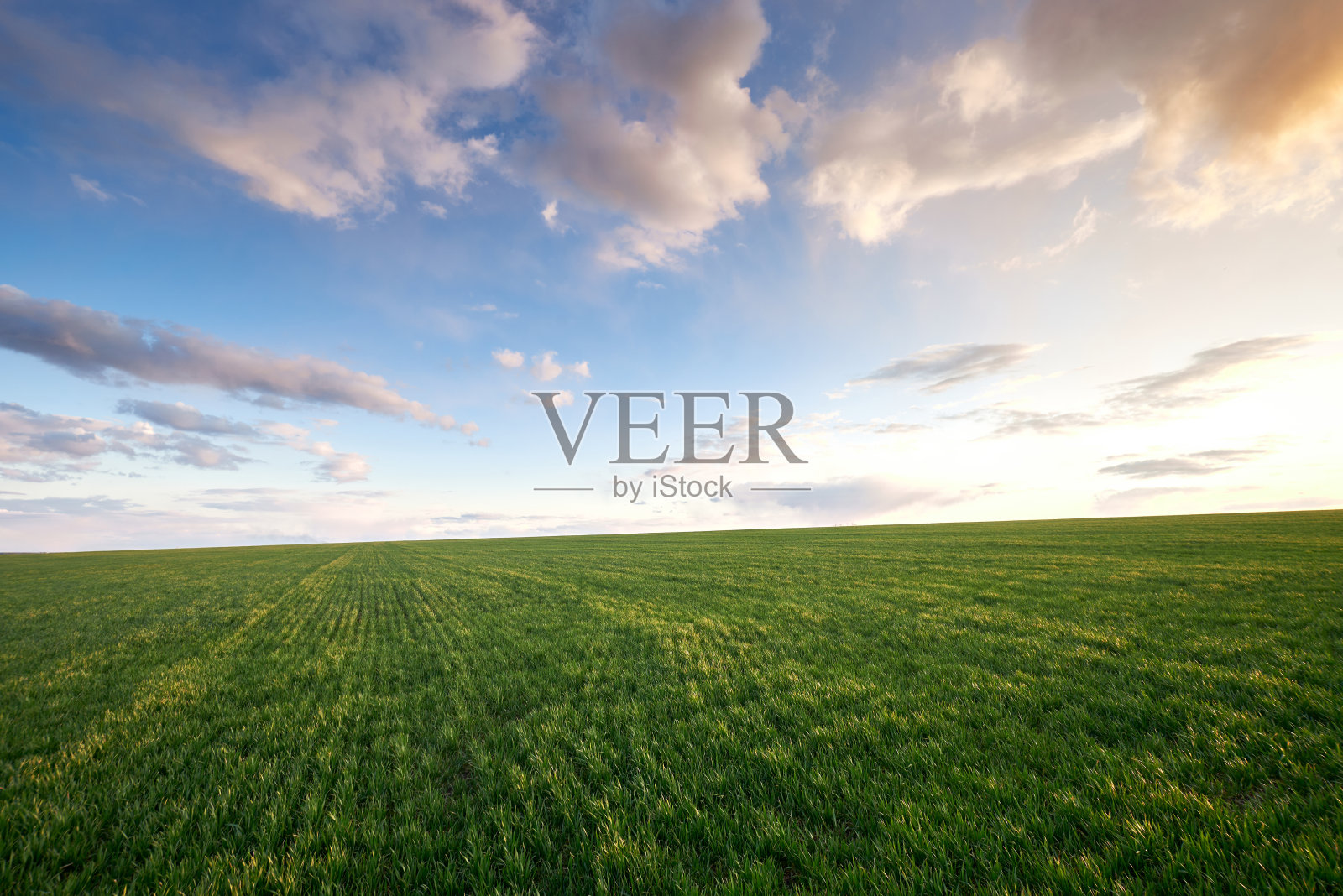 日落时,绿草如茵,蓝天白云照片摄影图片