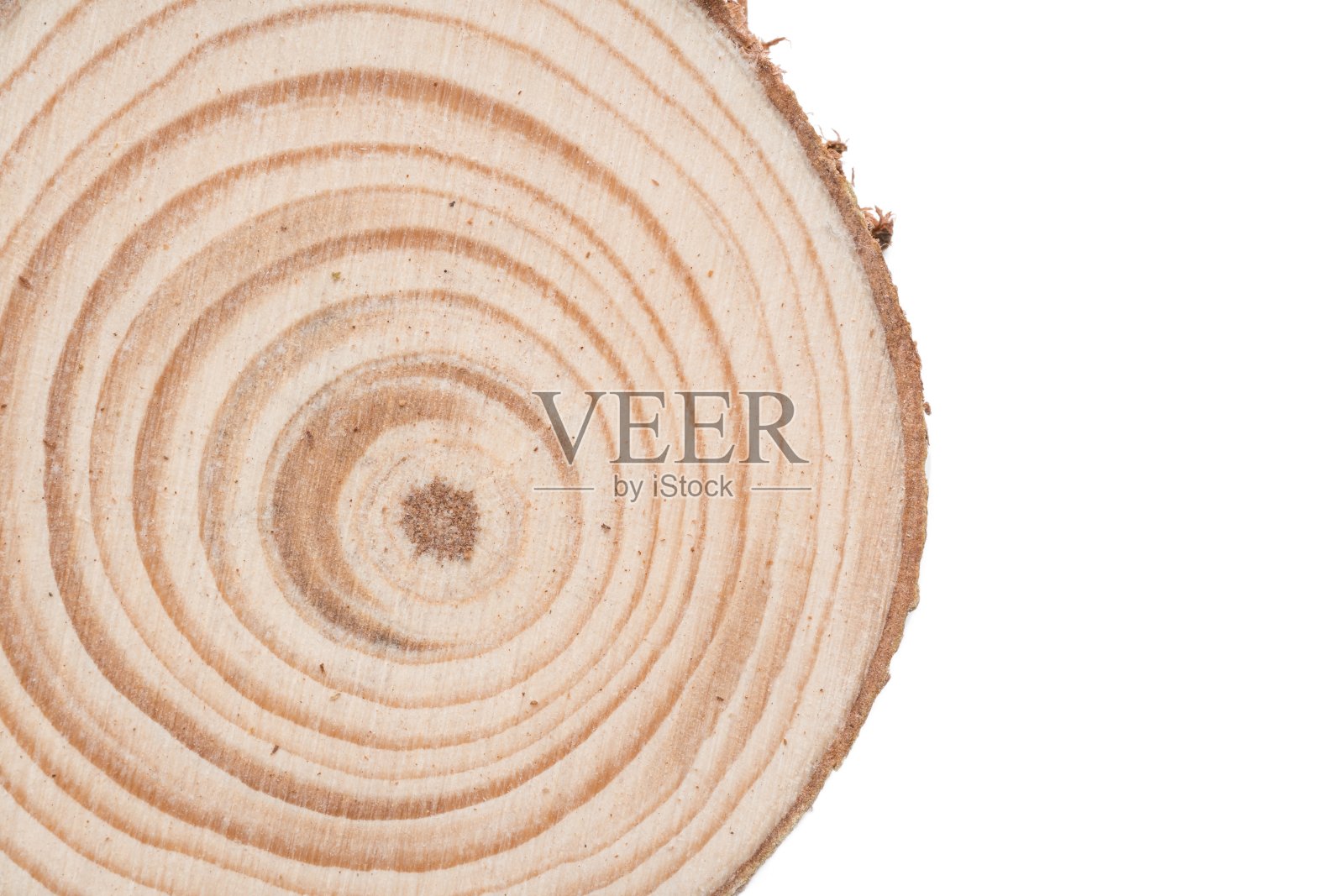 木树切割表面孤立白色照片摄影图片