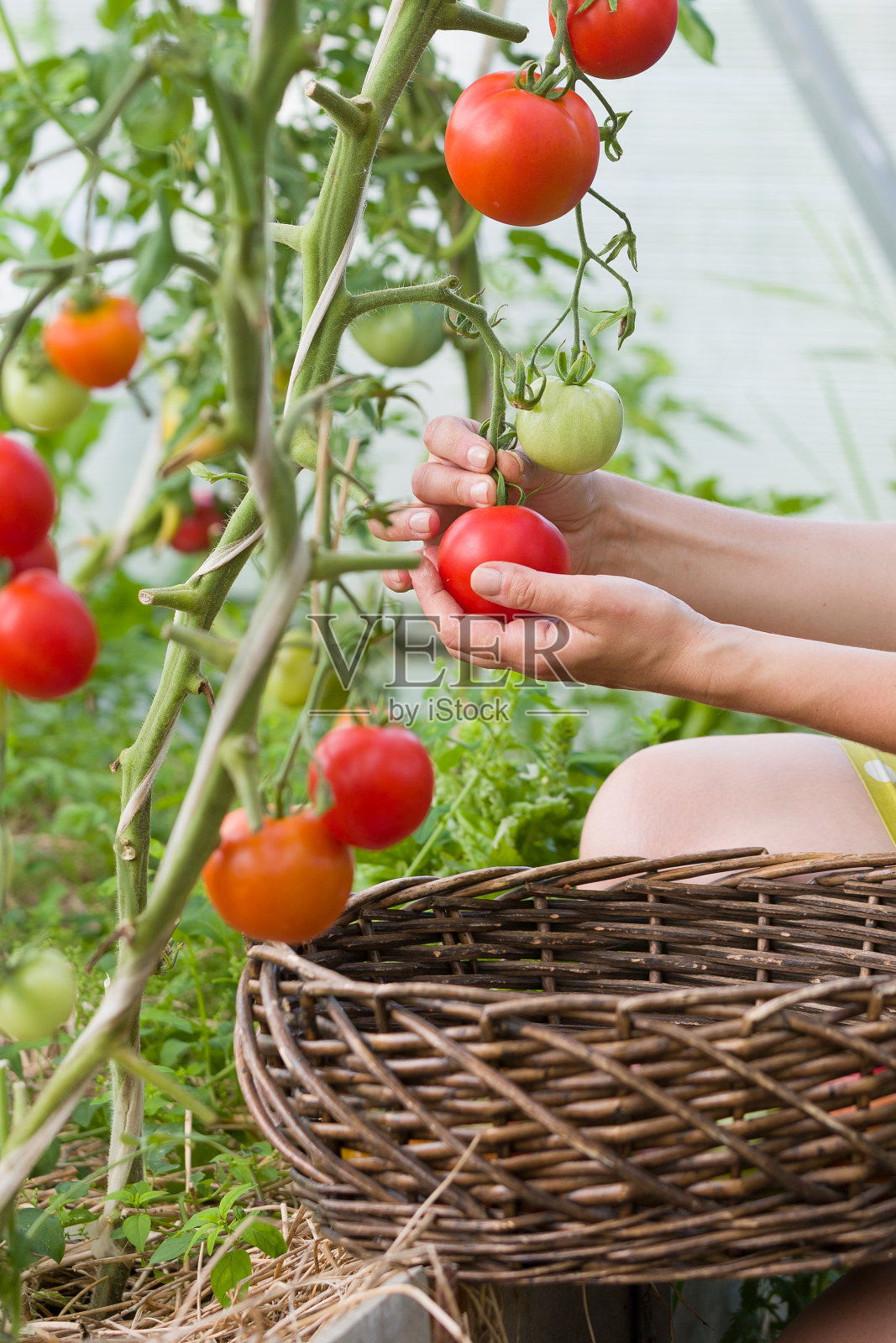 在一个阳光明媚的日子里,一个女人的手在她的花园里收获新鲜的有机番茄。农夫摘西红柿。蔬菜生长。园艺的概念照片摄影图片