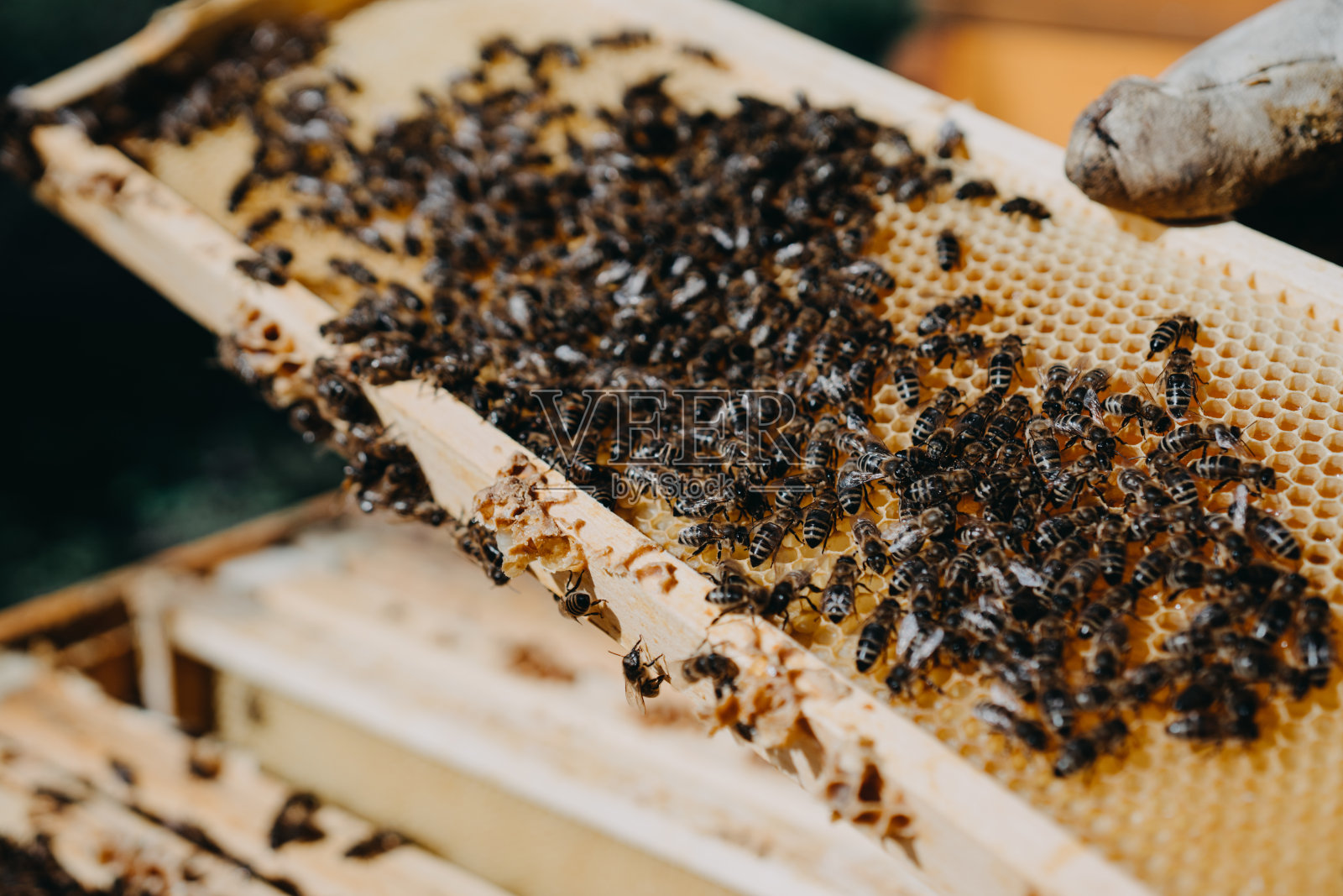 养蜂人手里拿着一个蜂房,里面有蜜蜂。照片摄影图片